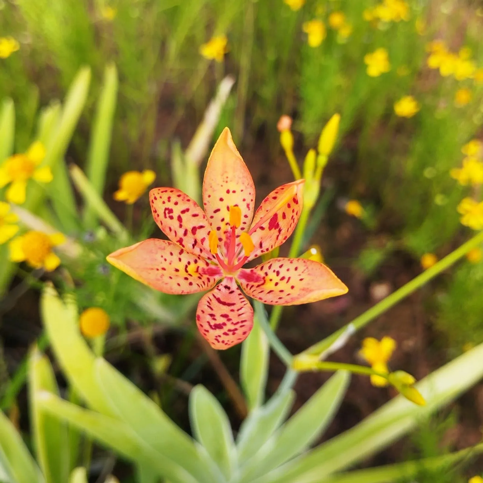 Blackberry Lily