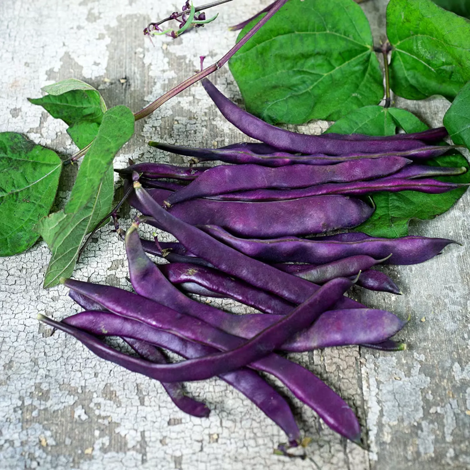 Blauhilde Beans