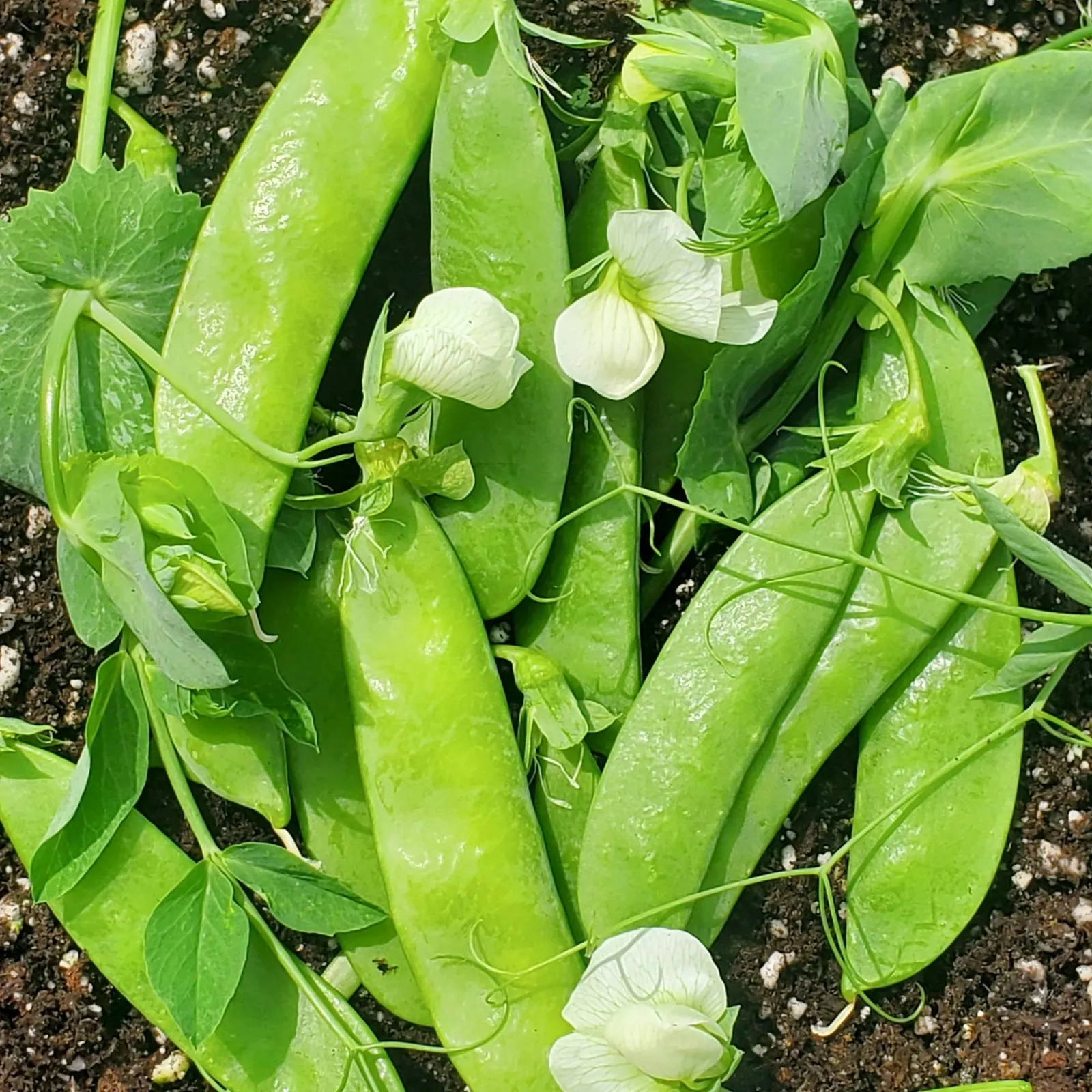 Blizzard Peas