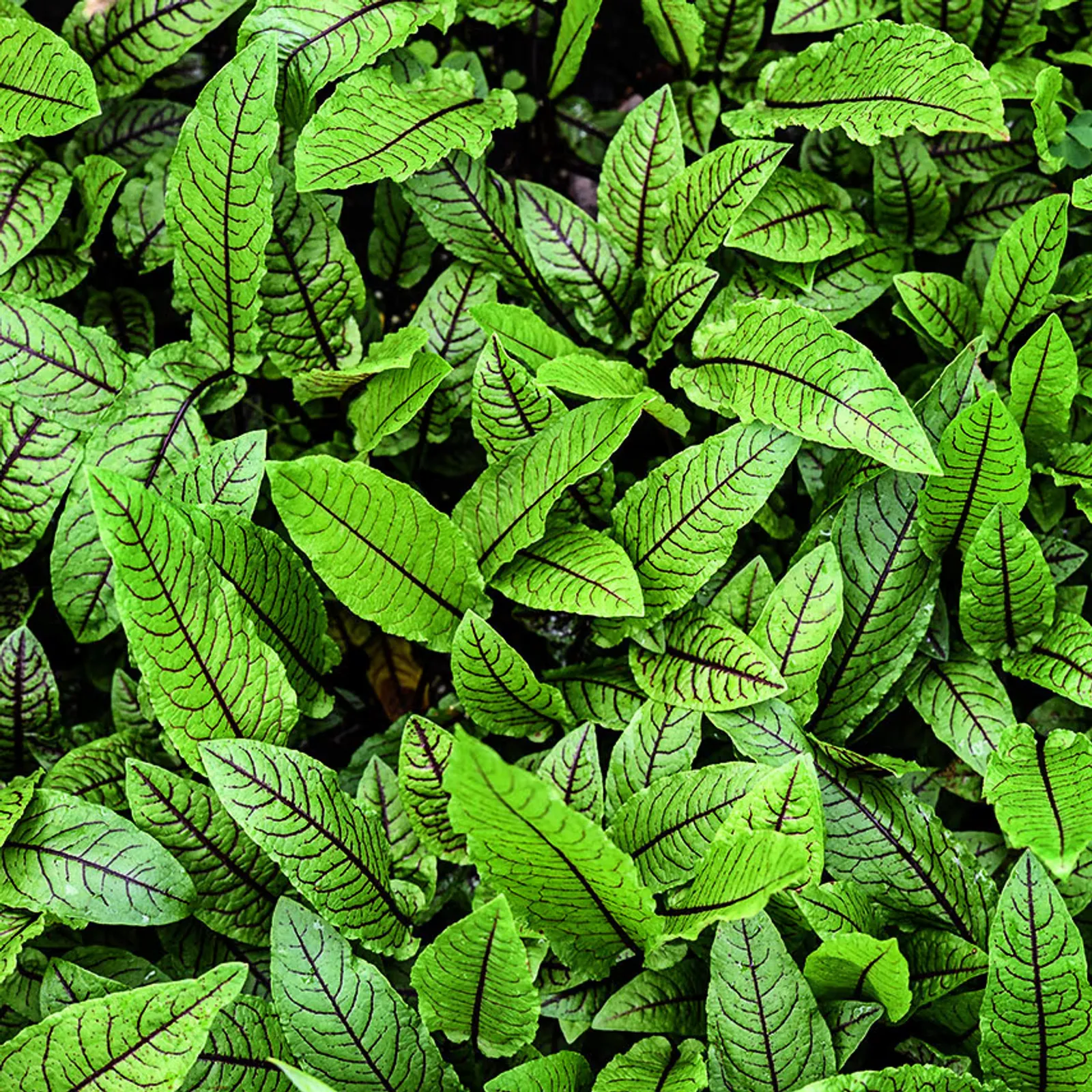 Bloody Dock Sorrel