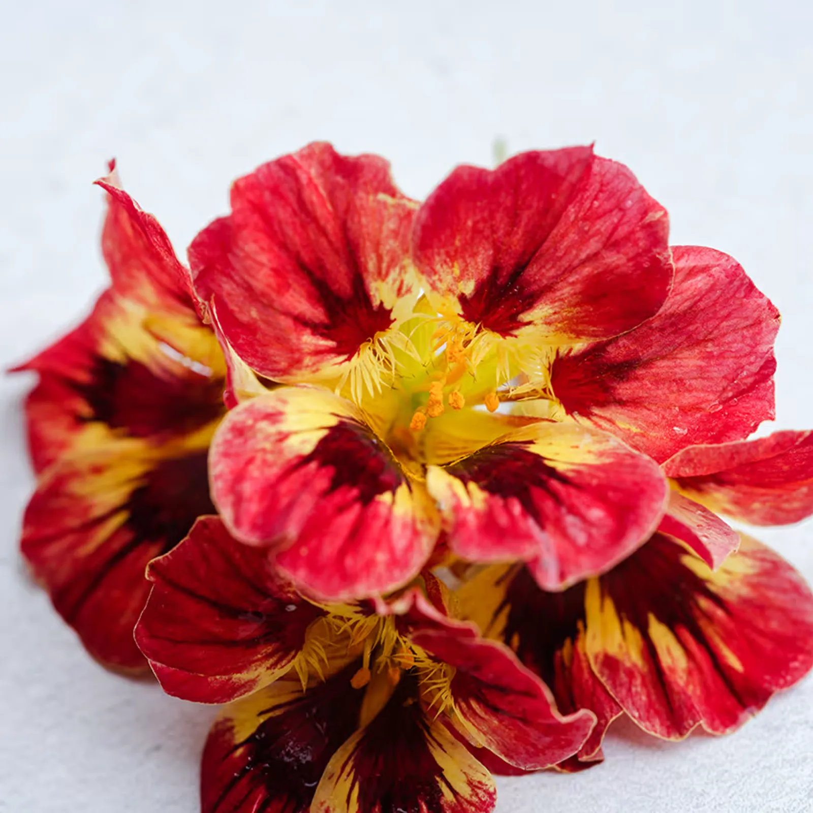 Bloody Mary Nasturtium