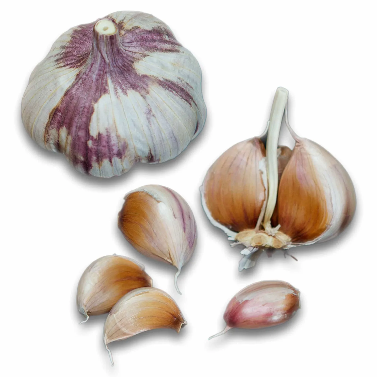 Blossom Hardneck Garlic