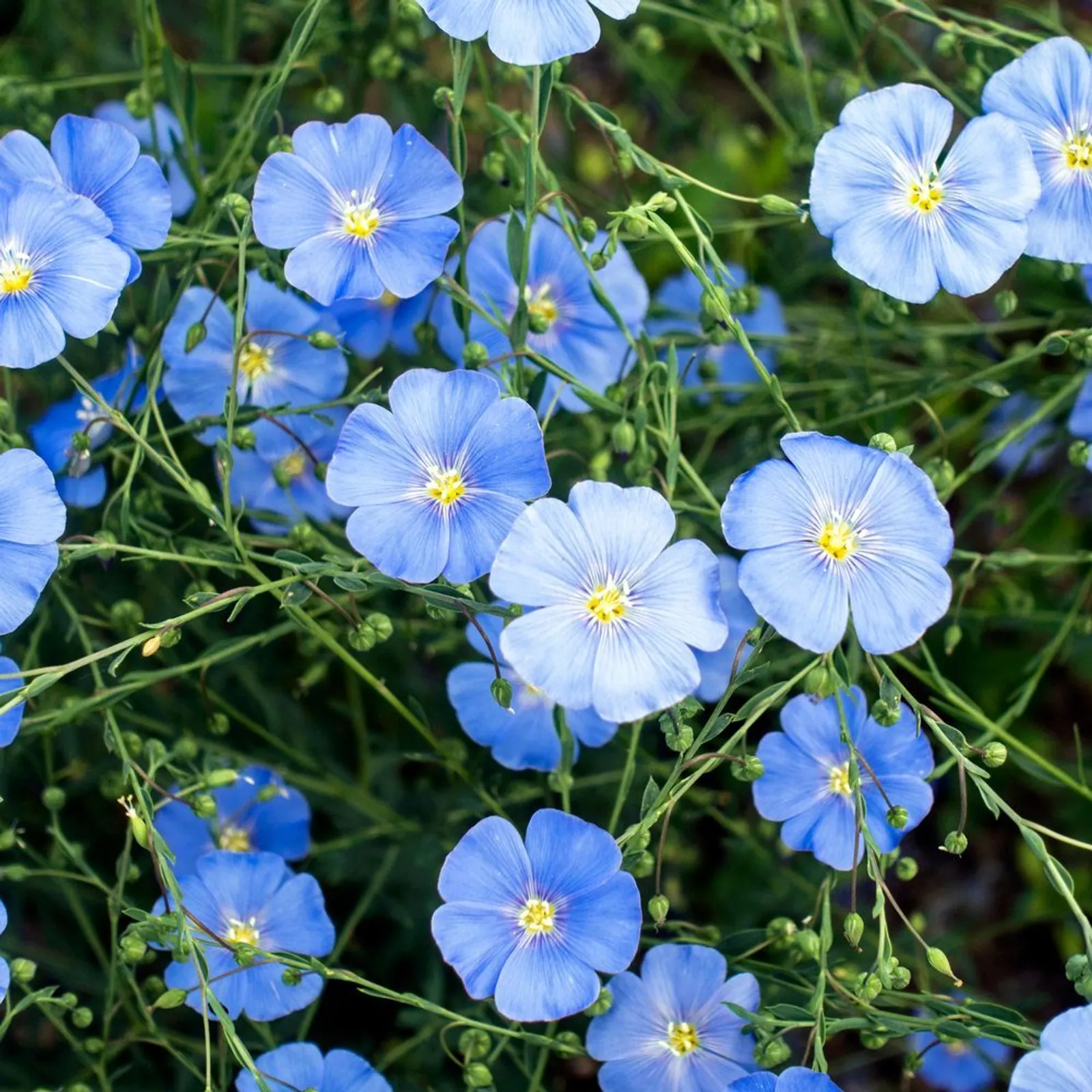 Blue and Breezy Flax Cornflower
