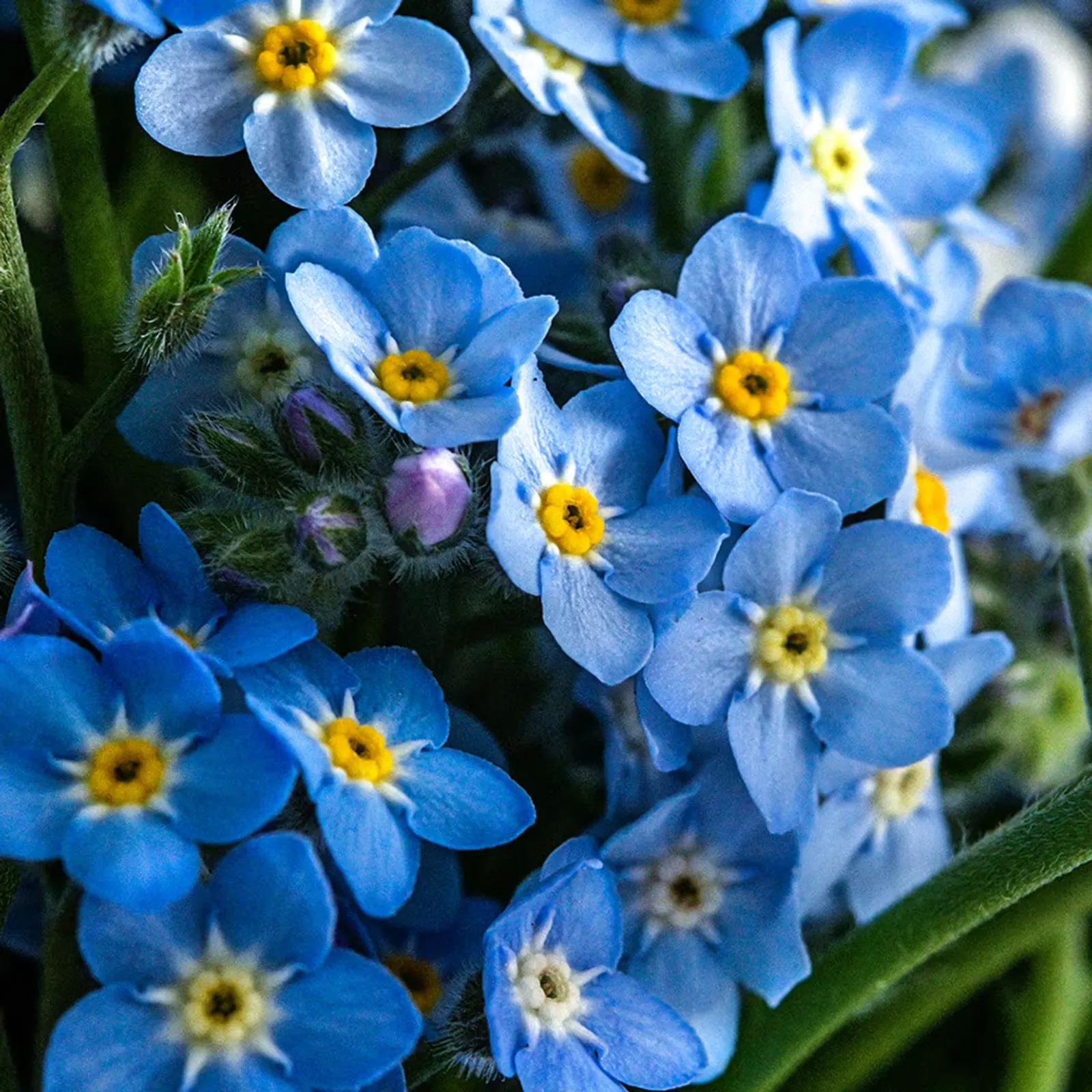 Blue Bird Forget-Me-Not