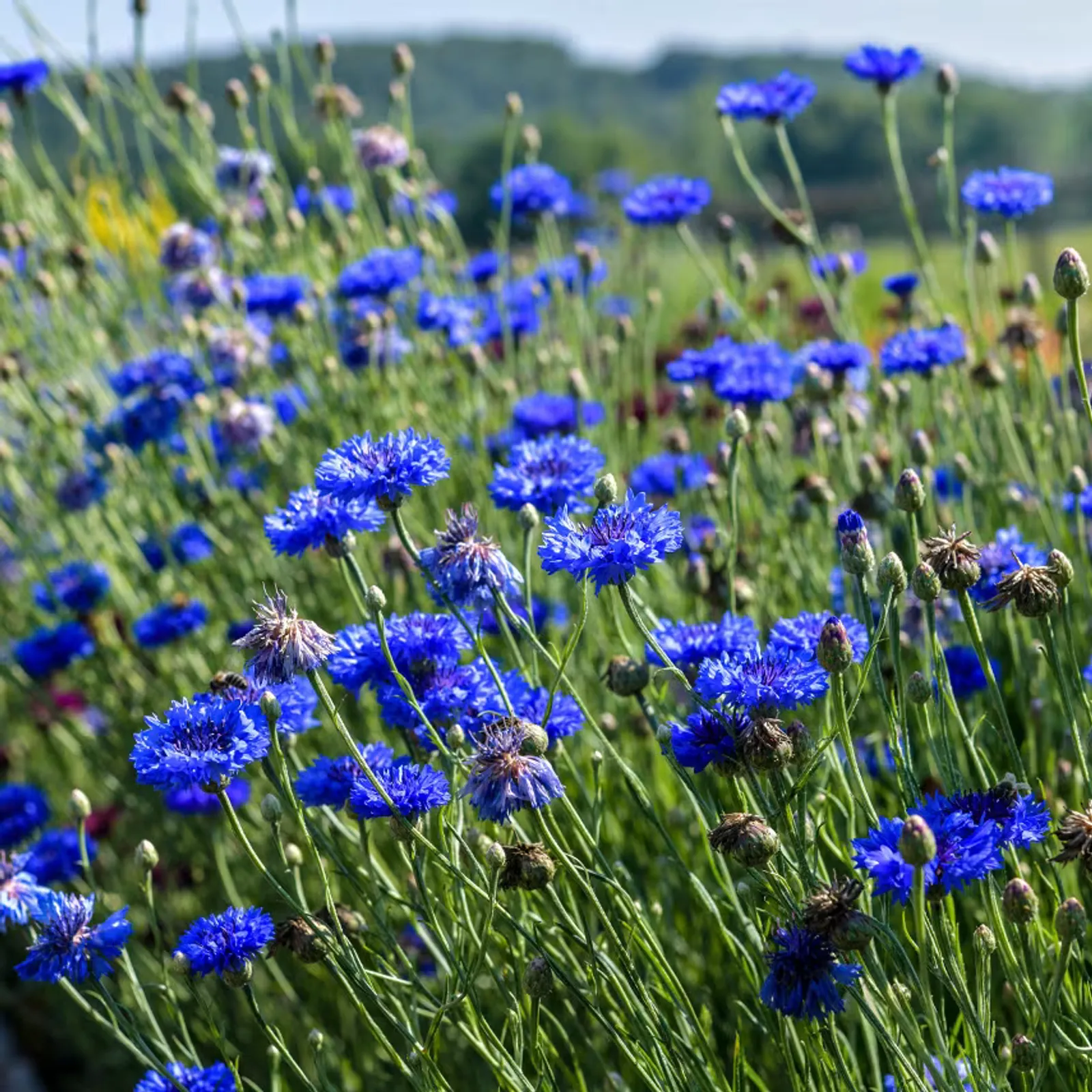 Blue Boy Cornflower