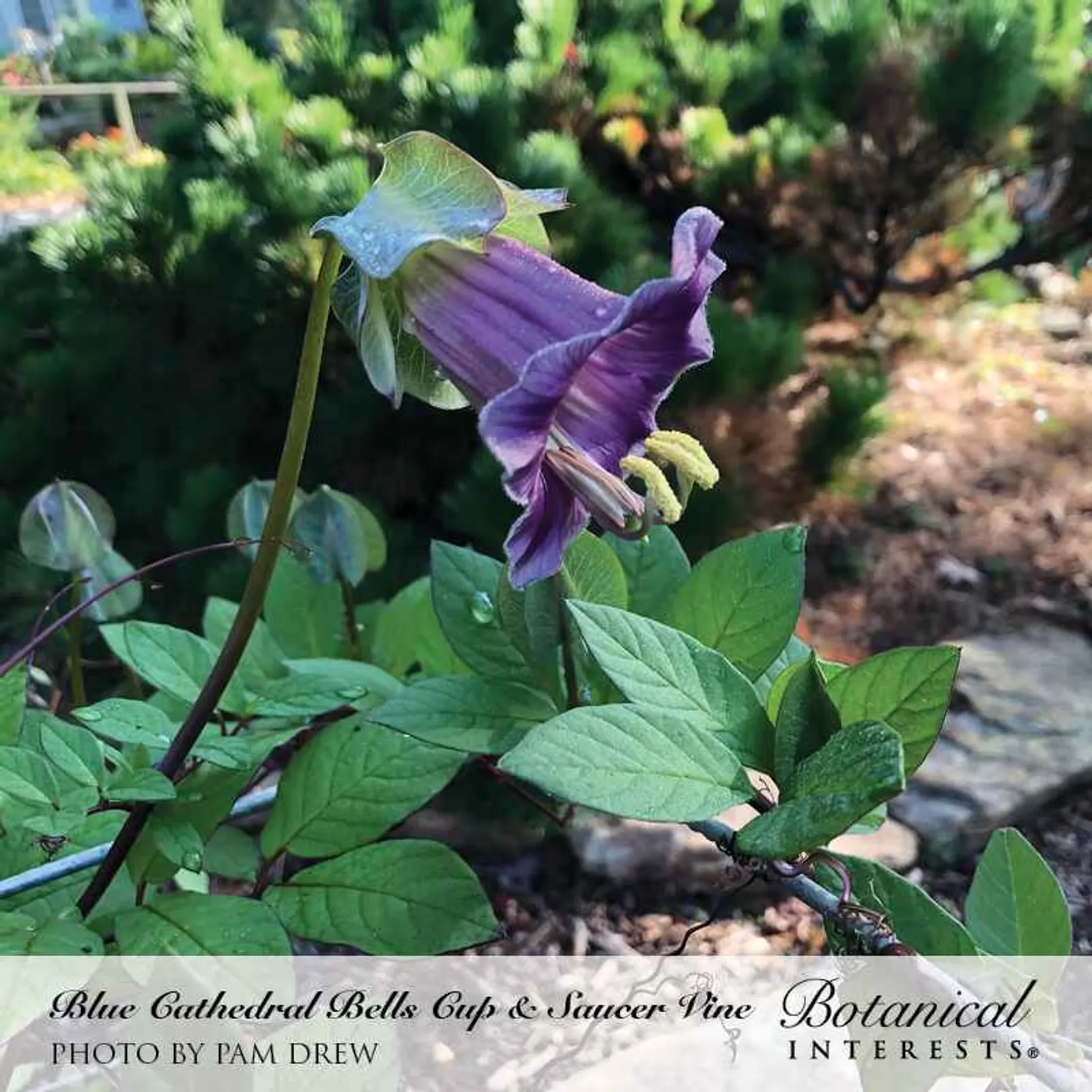 Blue Cathedral Bells Cup and Saucer Vine Morning Glory