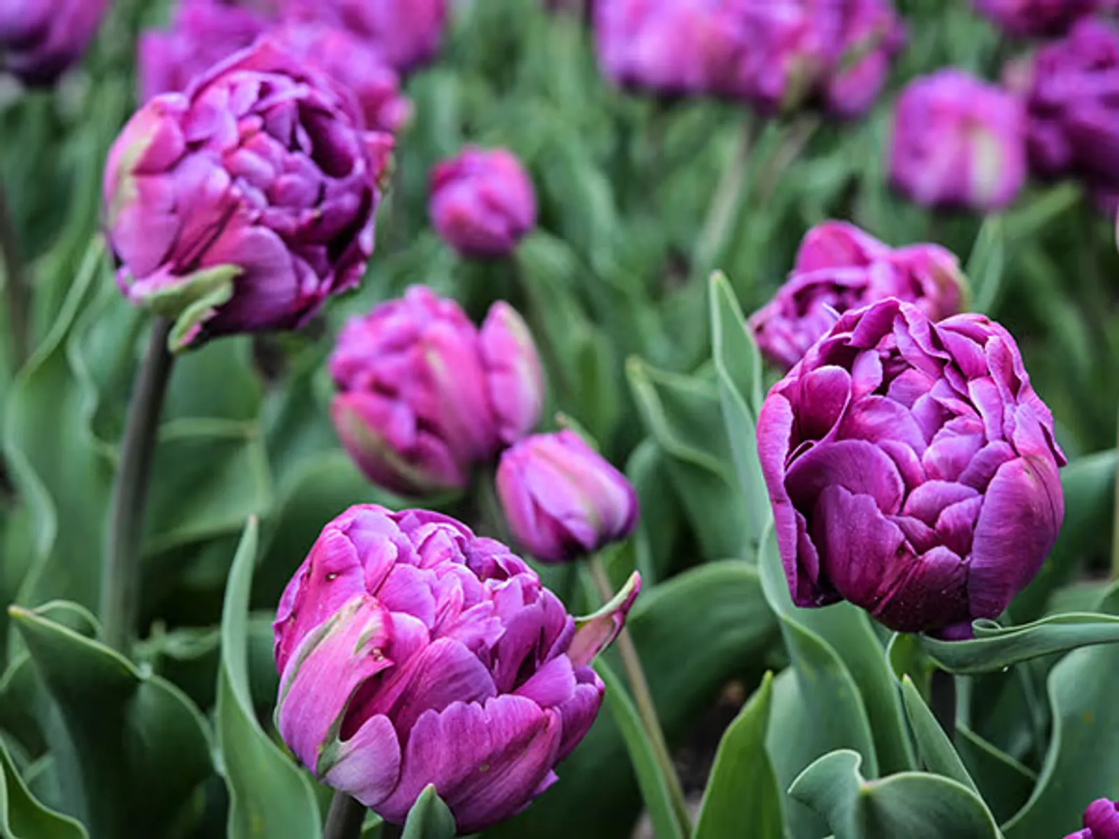 Blue Diamond Tulips