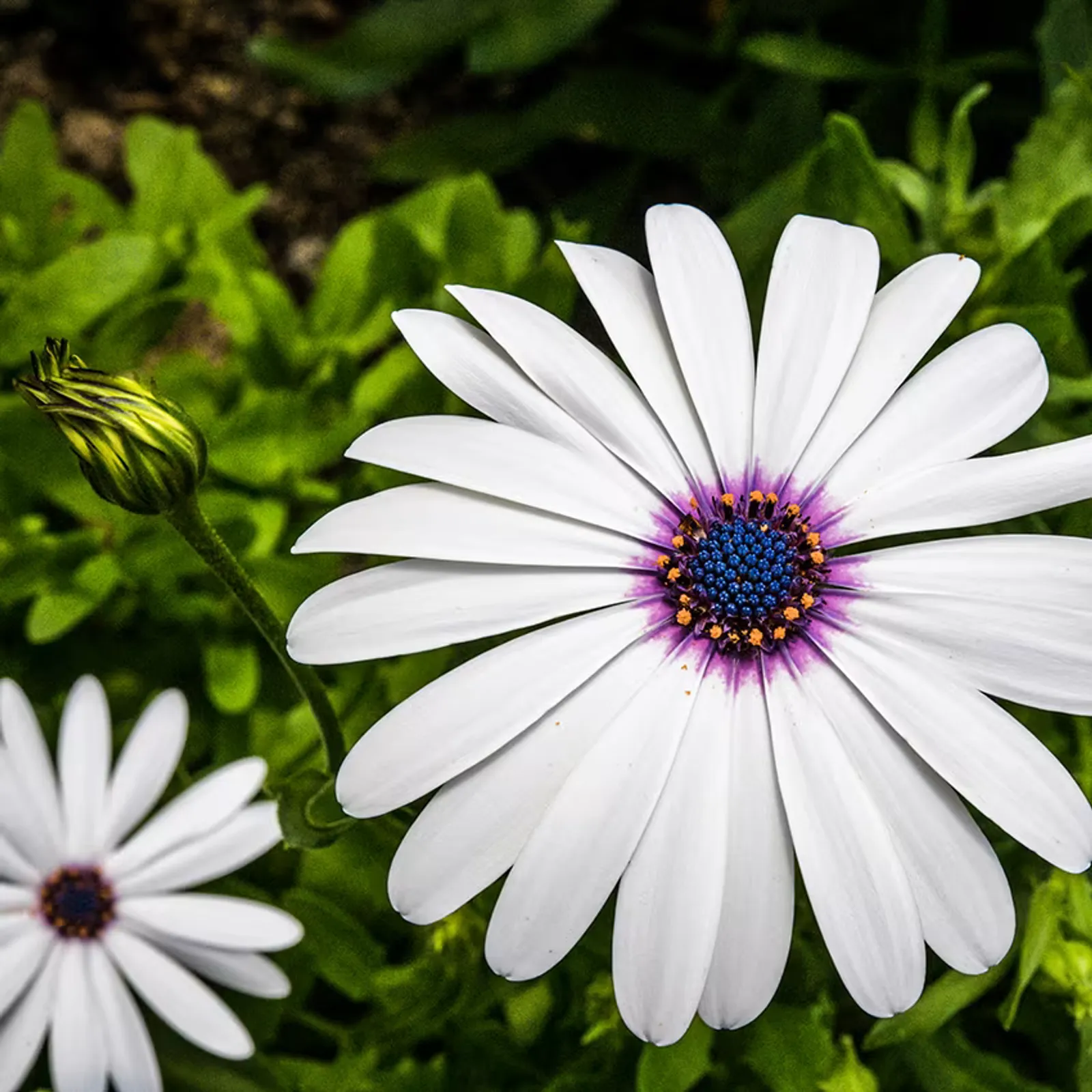 Blue Disc African Daisy