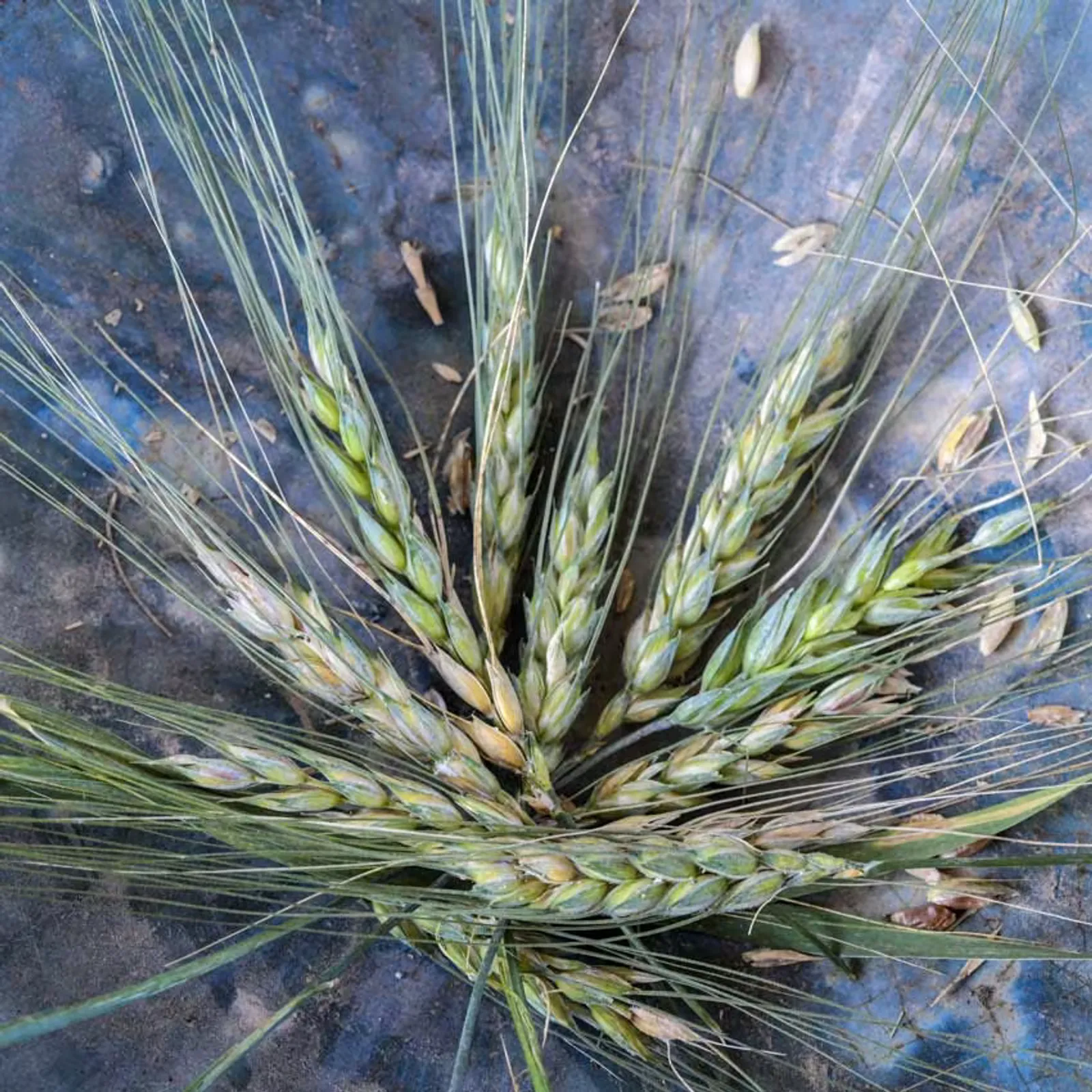 Blue Ethiopian Emmer Wheat