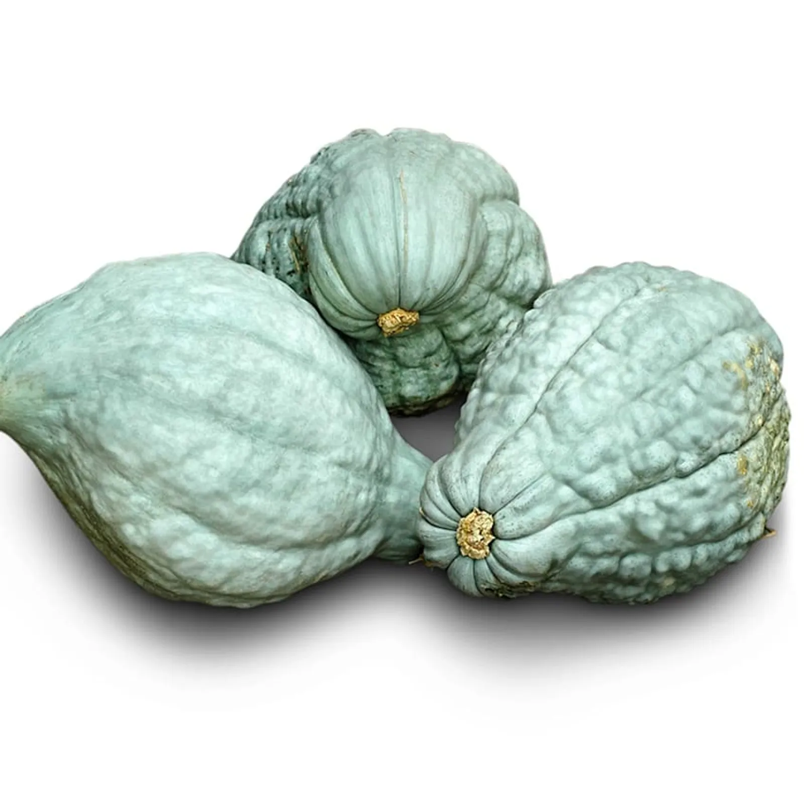 Blue Hubbard Squash