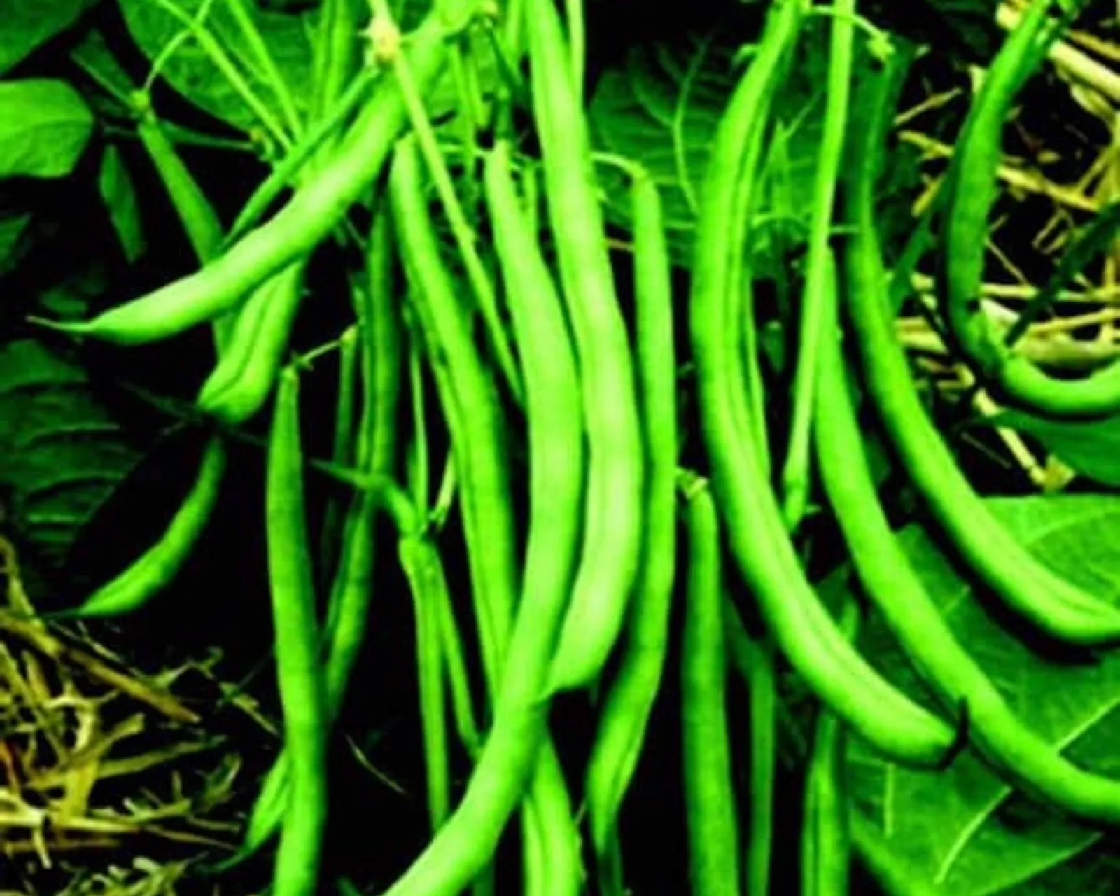 Blue Lake FM-1 Beans