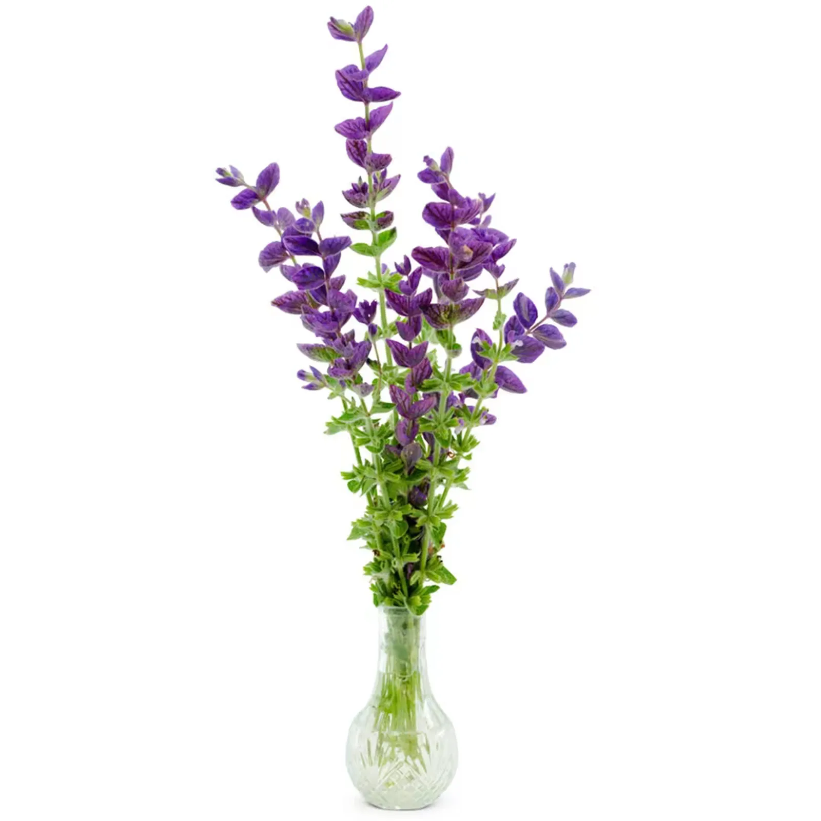 Blue Monday Sage