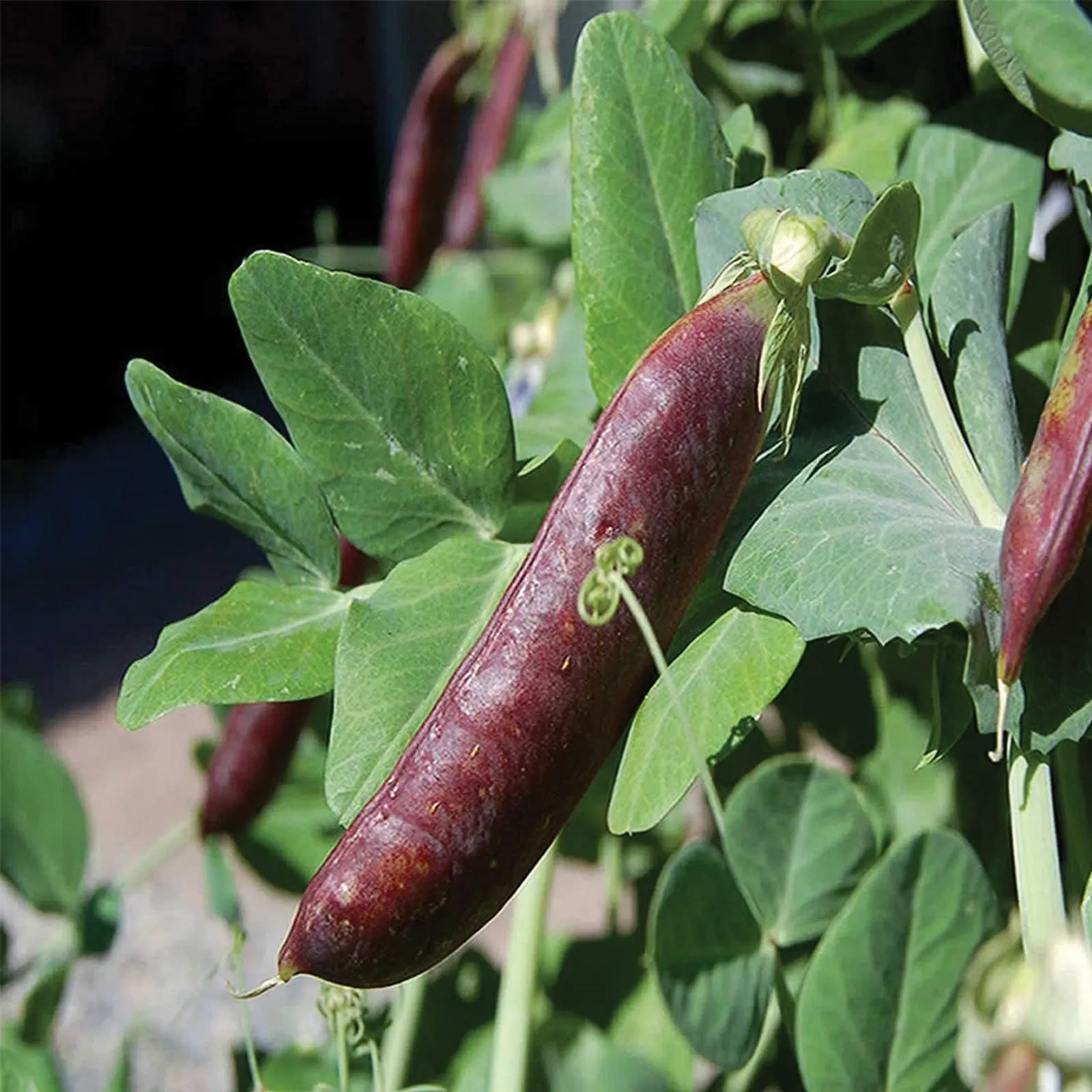 Blue Shelling / Snow Peas