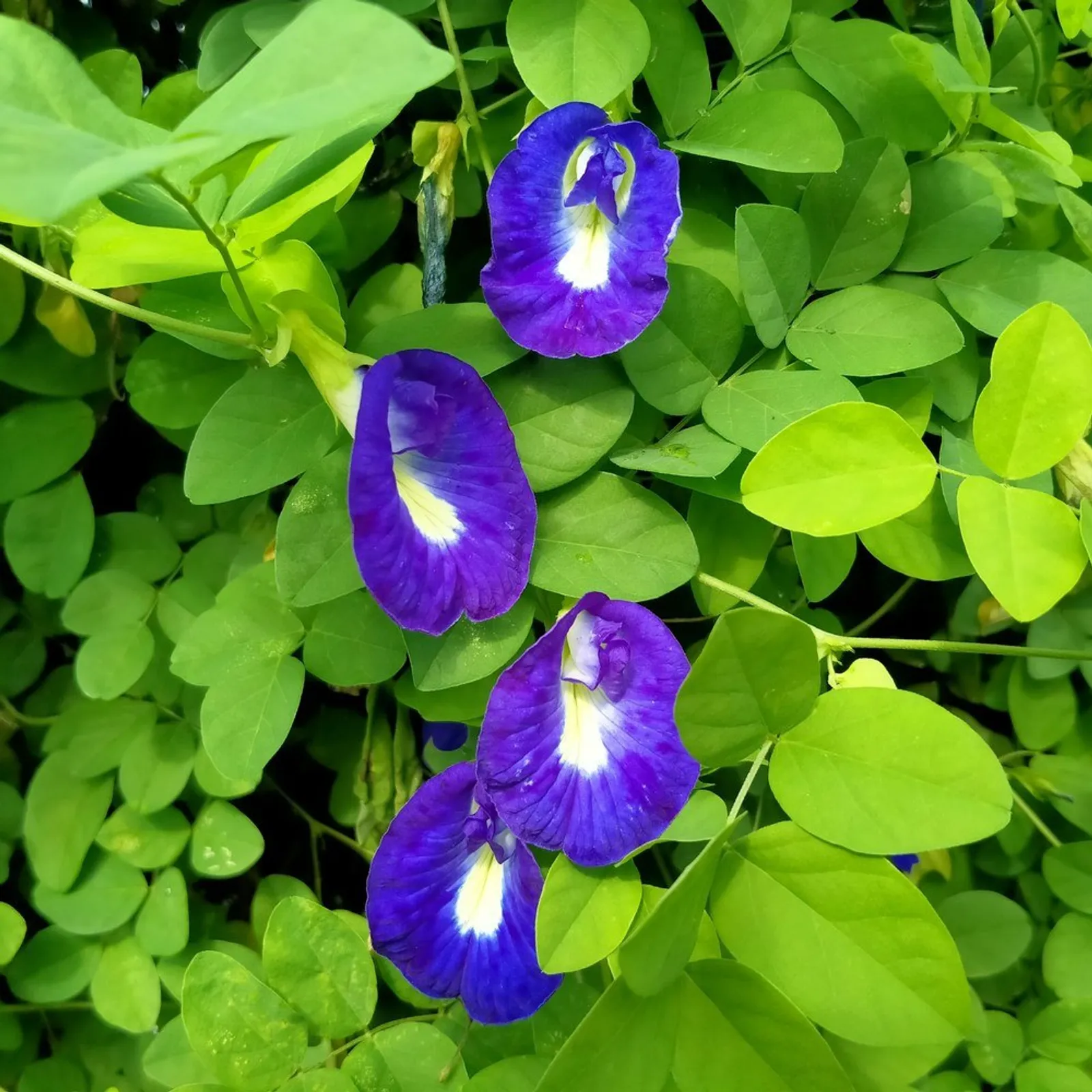 Blue Tea Butterfly Pea Morning Glory