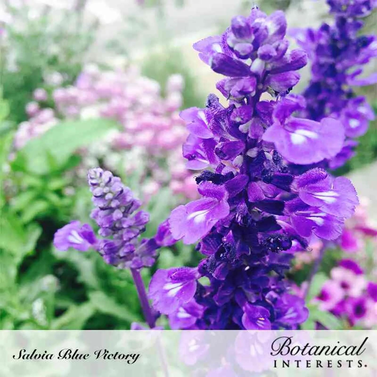 Blue Victory Salvia Sage