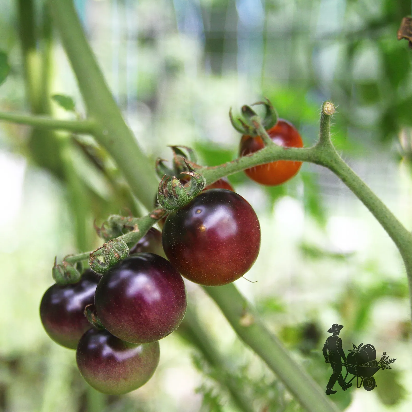Blueberry Tomatoes