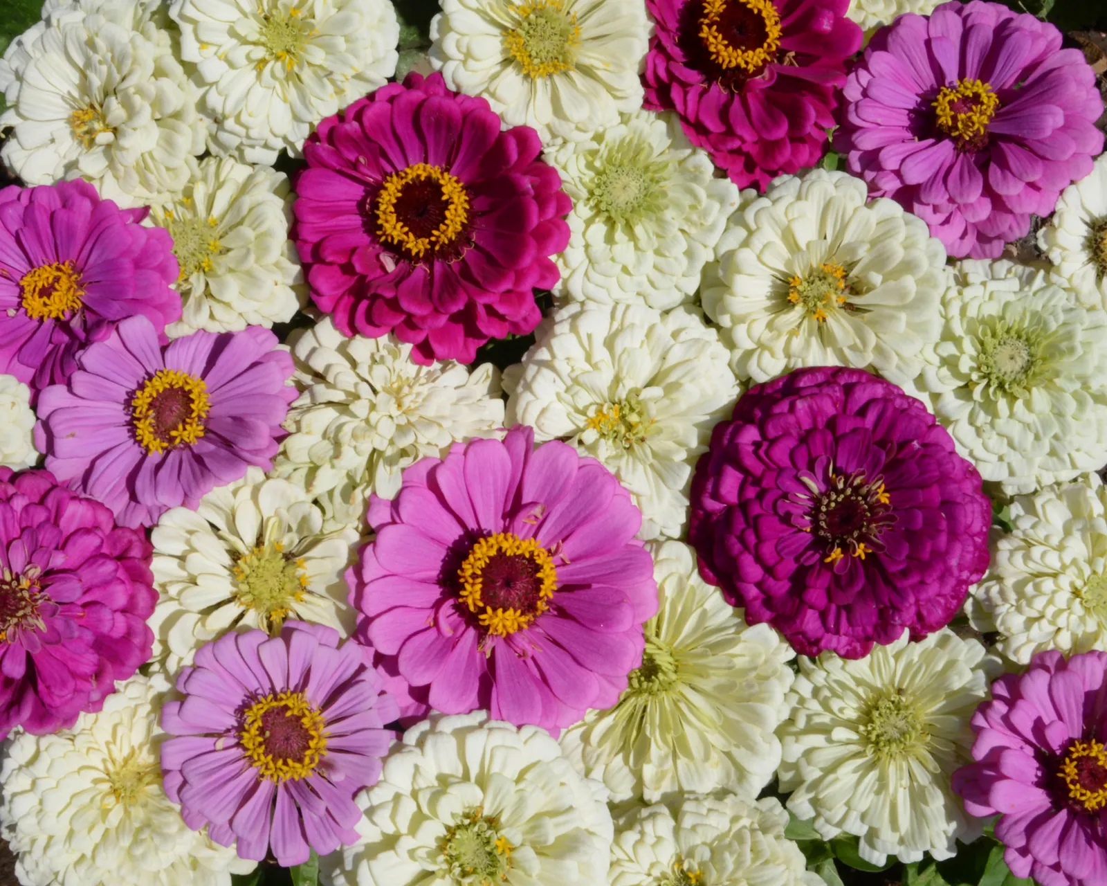 Blueberry Cheesecake Mix Zinnia