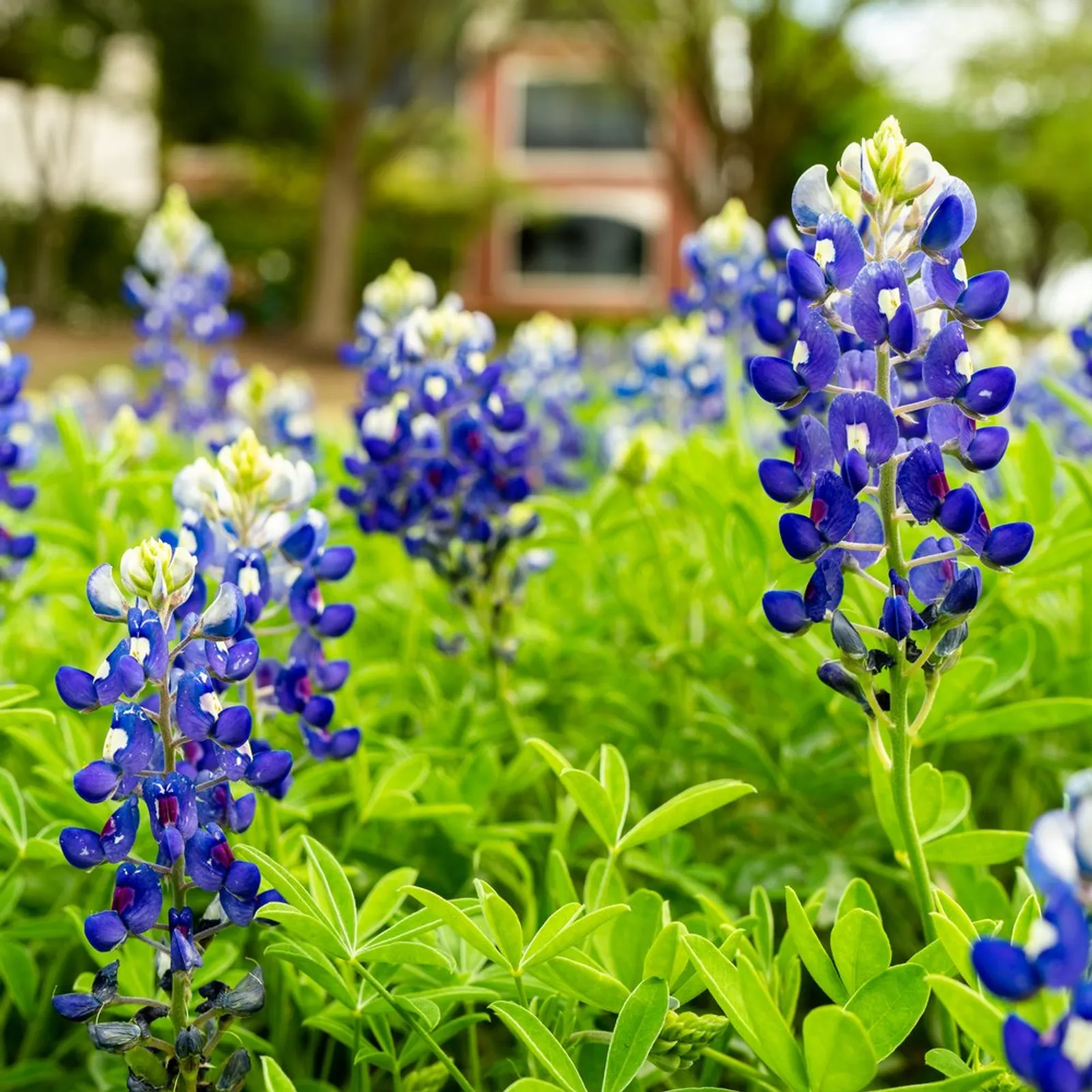 Bluebonnet Lupine