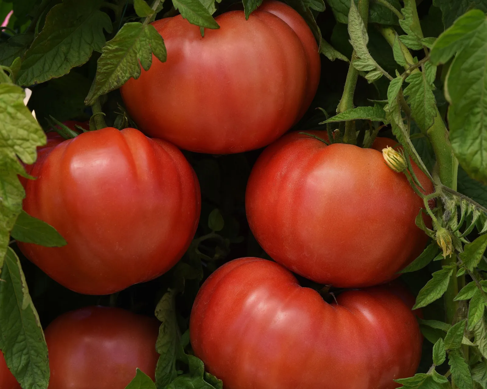 BlushingStar Tomatoes