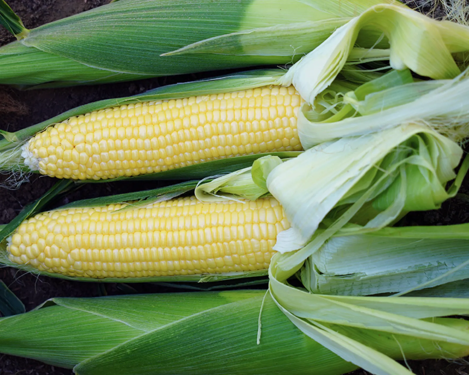Bodacious RM (Yellow Se+) Corn