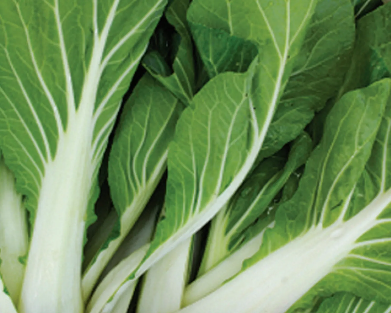 Bok Choi (Pak Choi) Bok Choy
