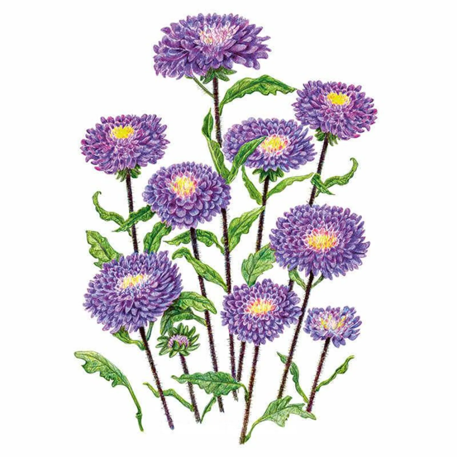 Bonita Top Blue Aster
