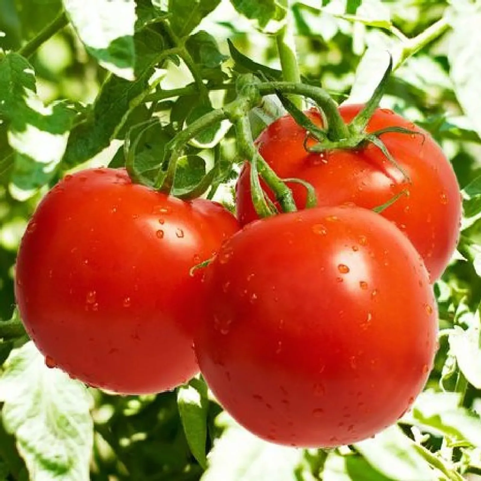 Bonny Best Tomatoes