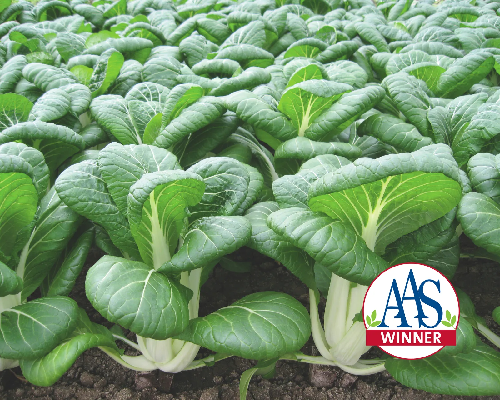 BoPak Pak Choi Bok Choy