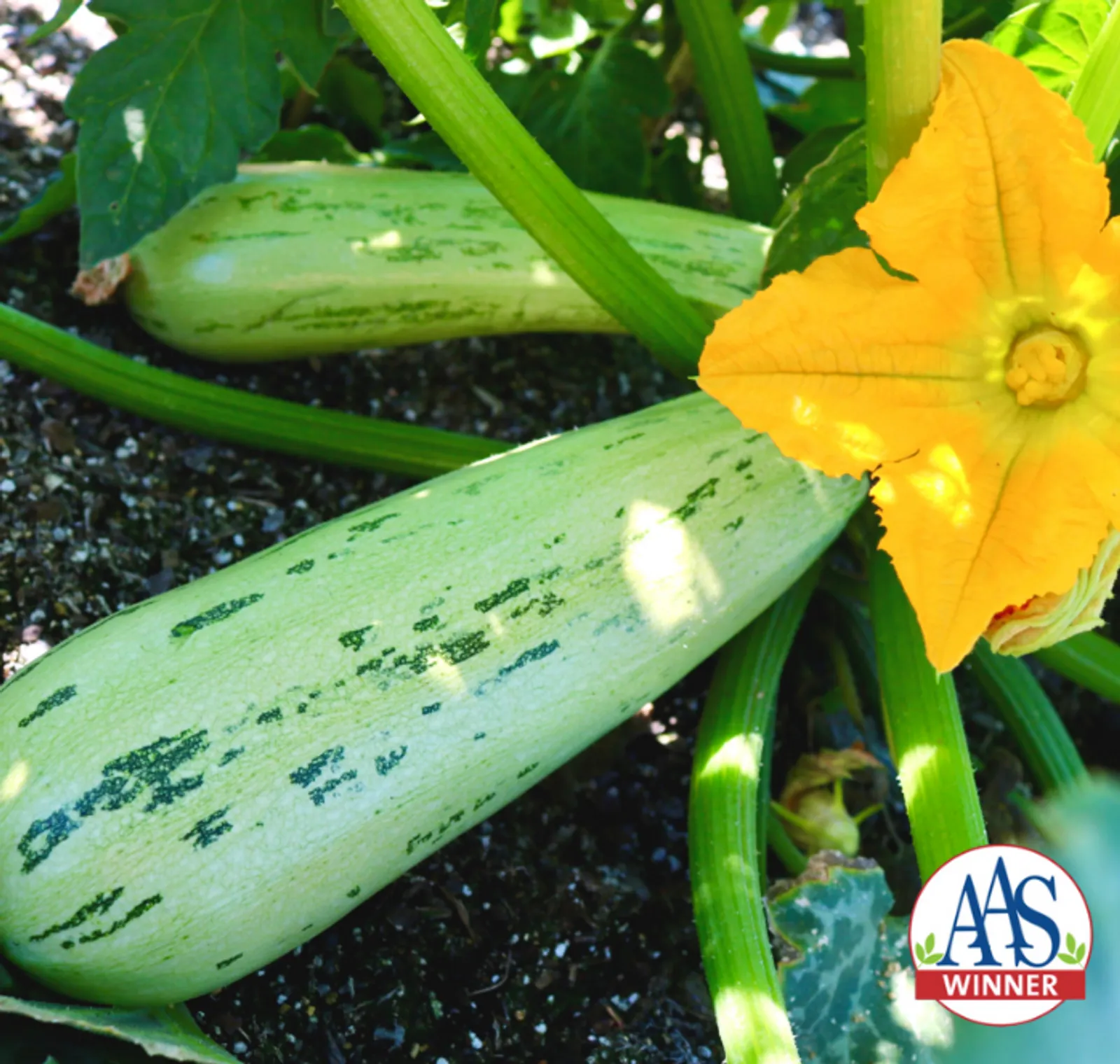 Bossa Nova Squash
