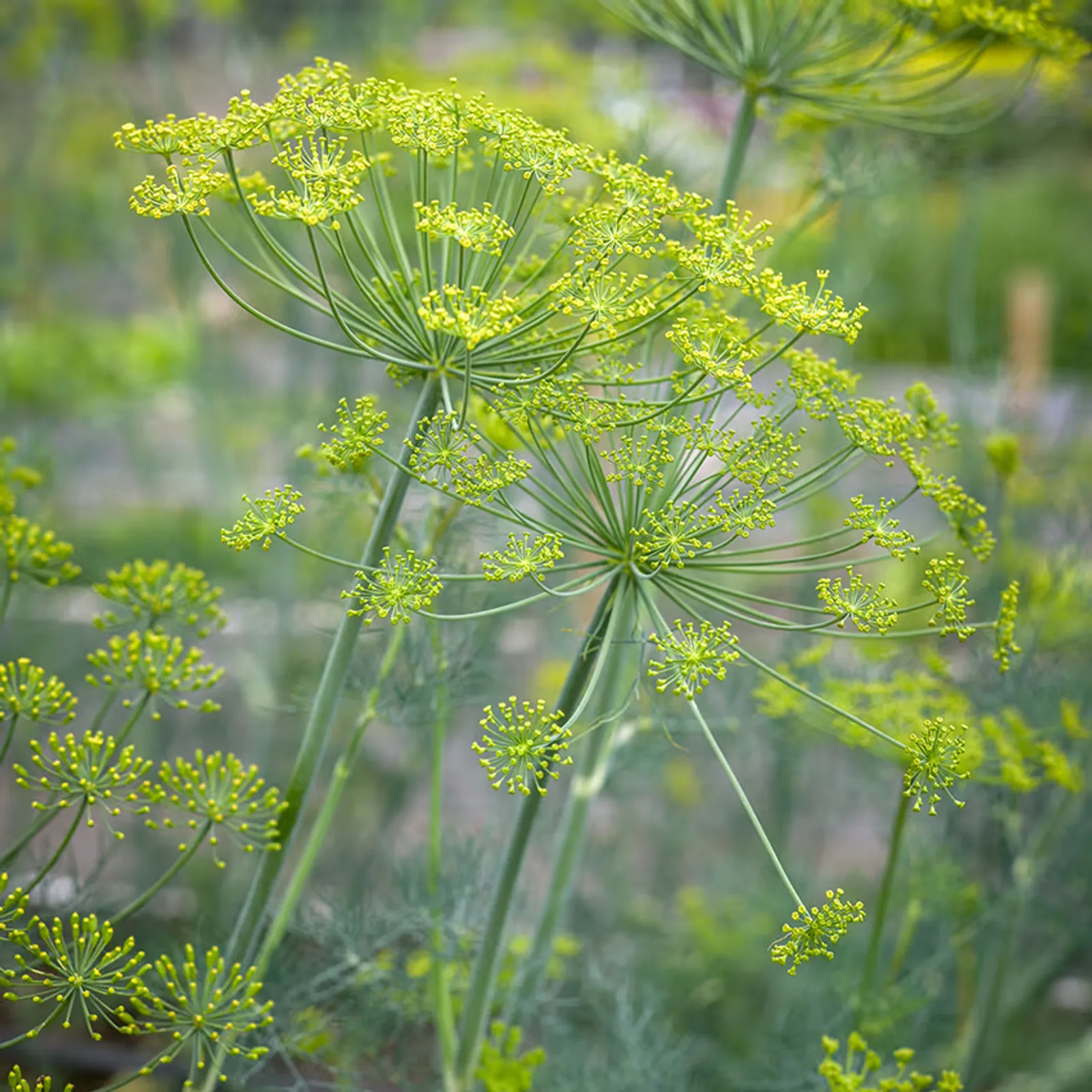 Bouquet Dill