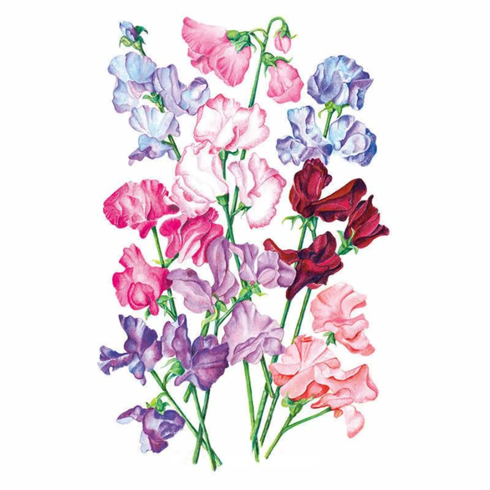 Bouquet Blend Sweet Peas
