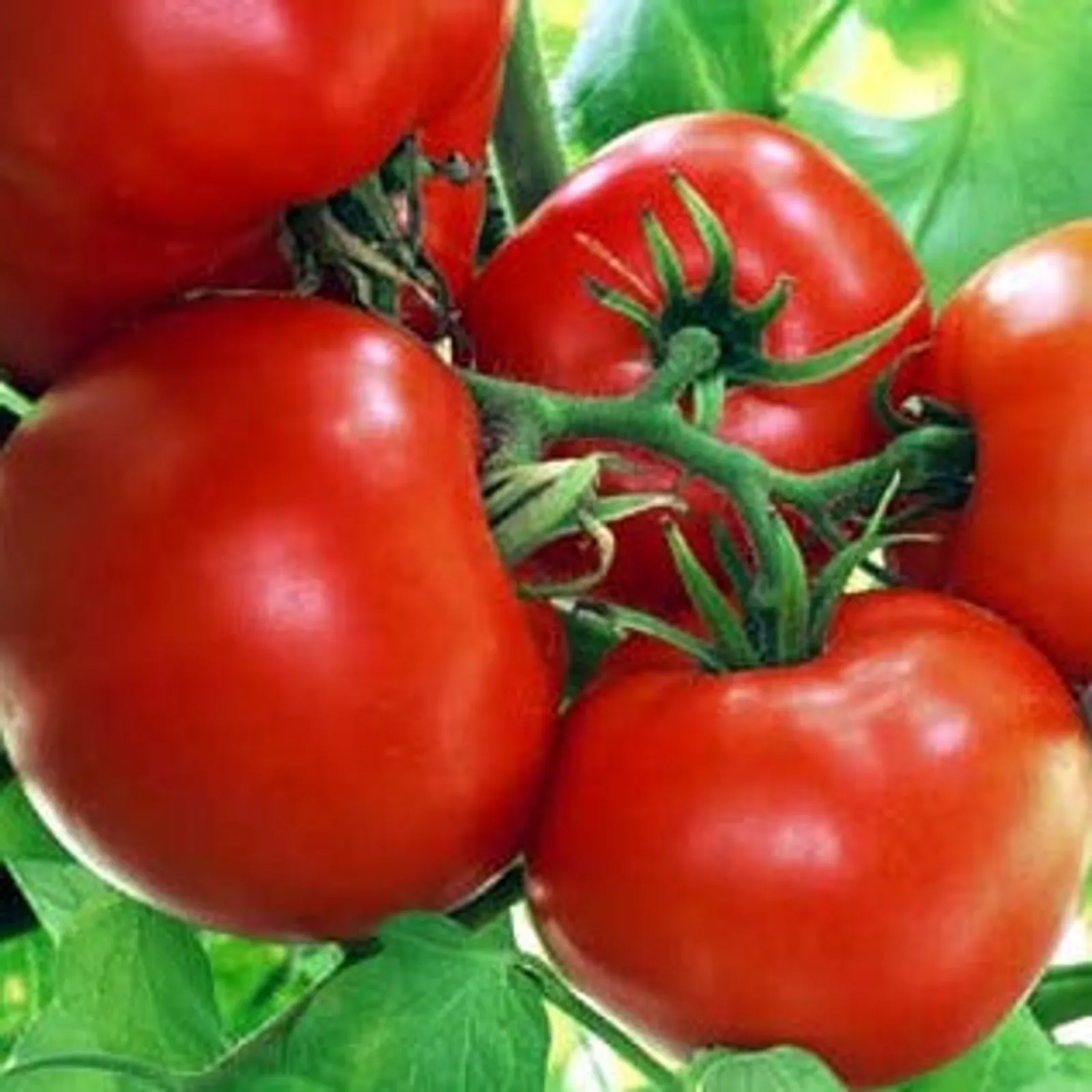 Box Car Willie Tomatoes