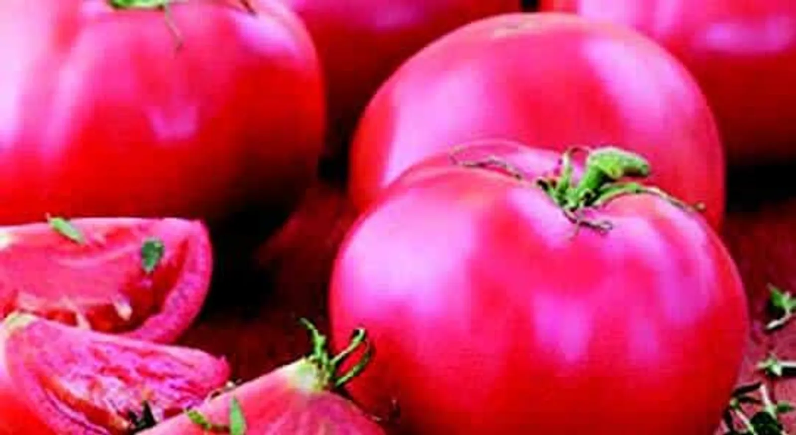 Bradley Tomatoes