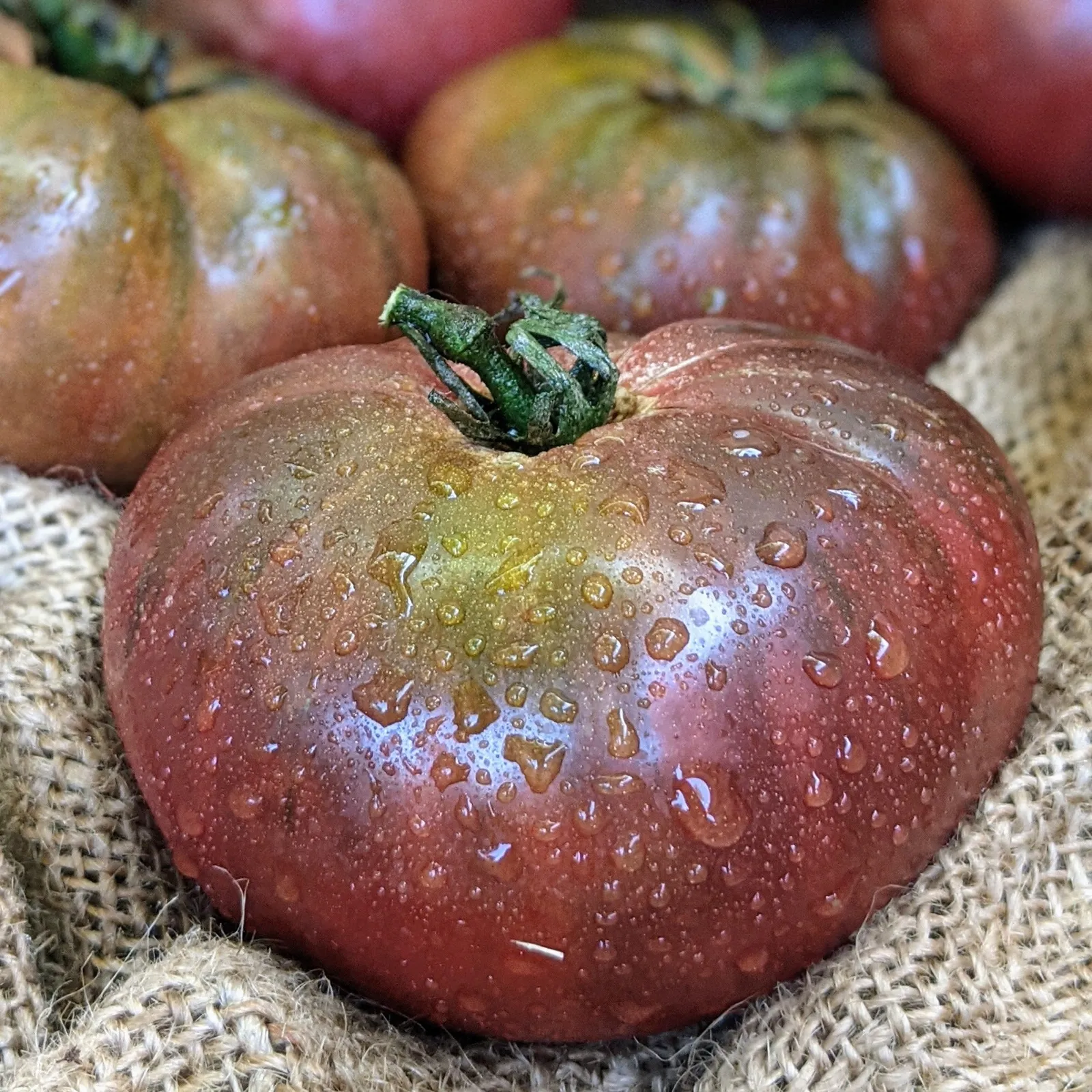 True Black Brandywine Tomatoes
