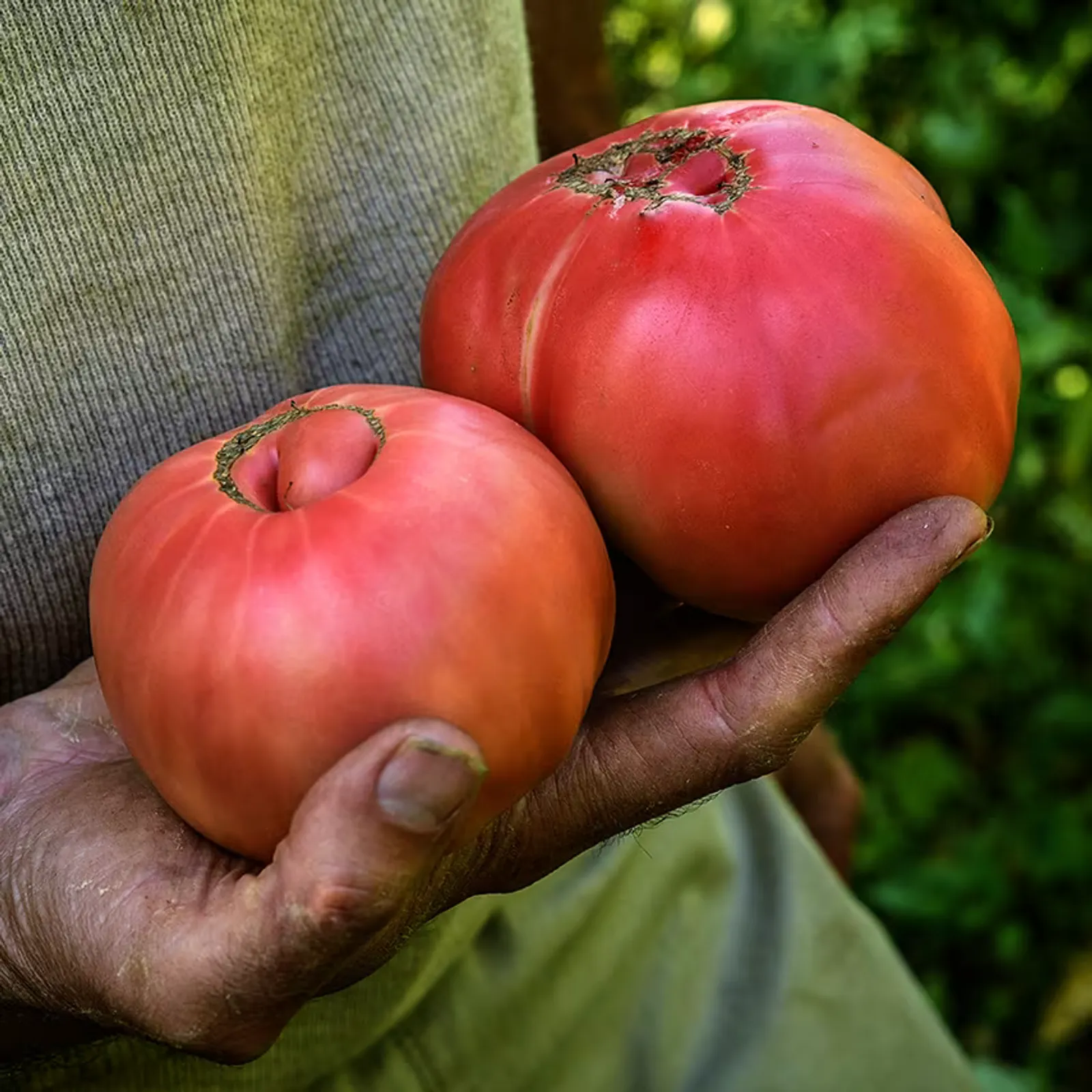 Brandywine Sudduth's Strain Tomatoes