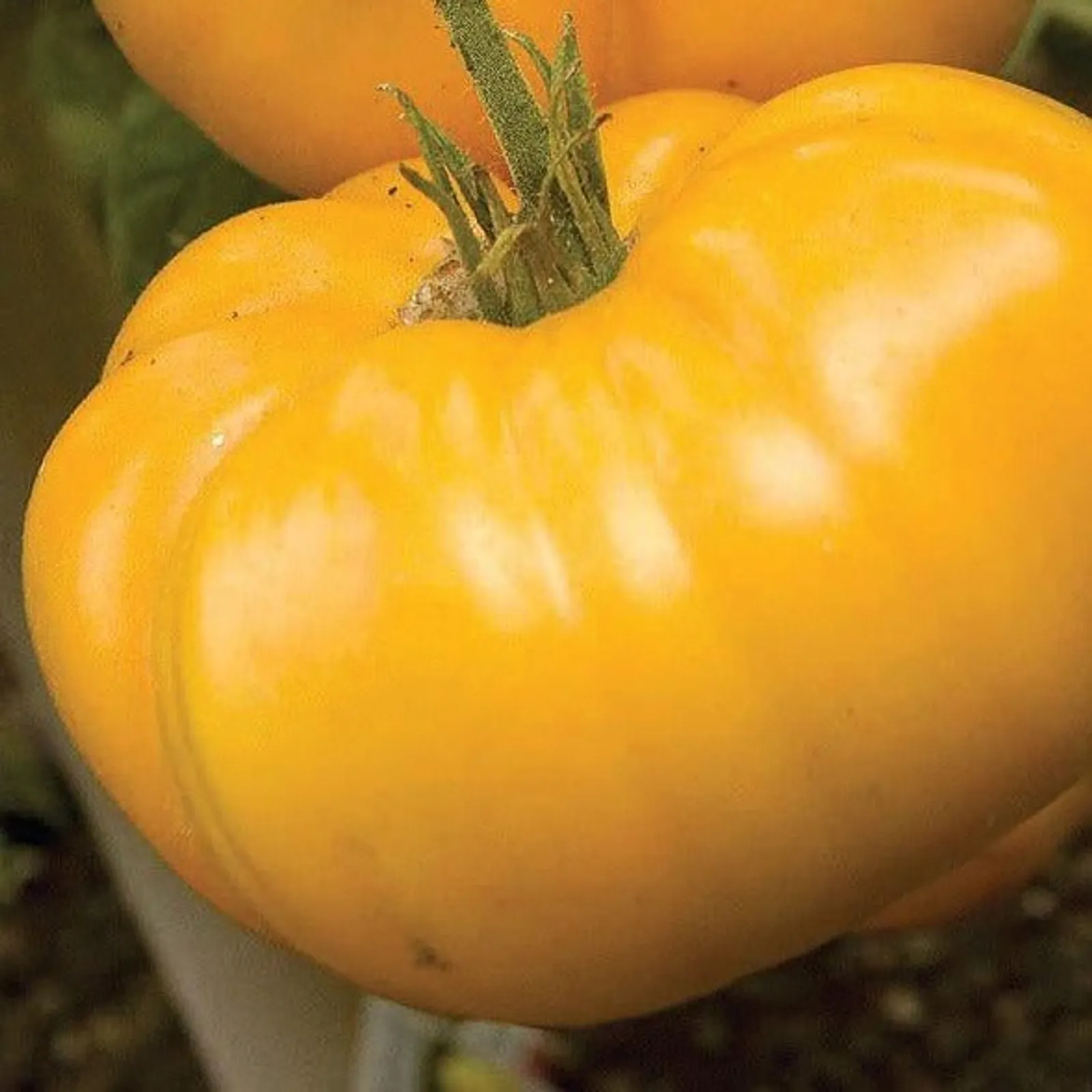 Brandywine Yellow Tomatoes