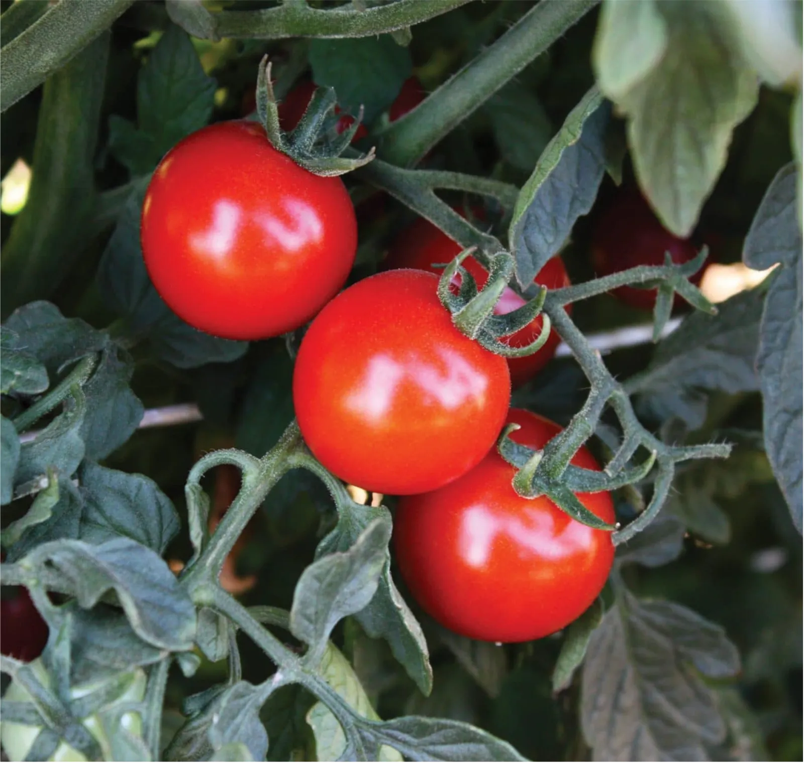 Braveheart Tomatoes