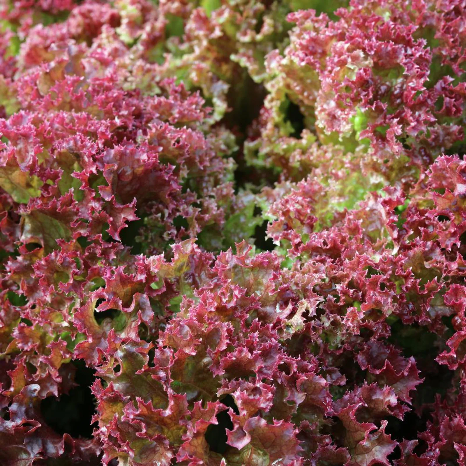 Brentwood Leaf Lettuce