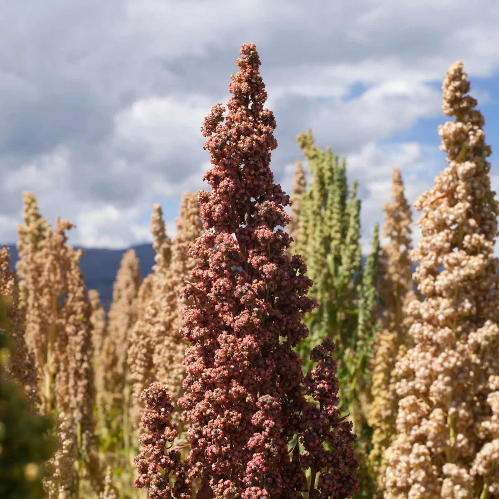 Brightest Brilliant Rainbow Quinoa