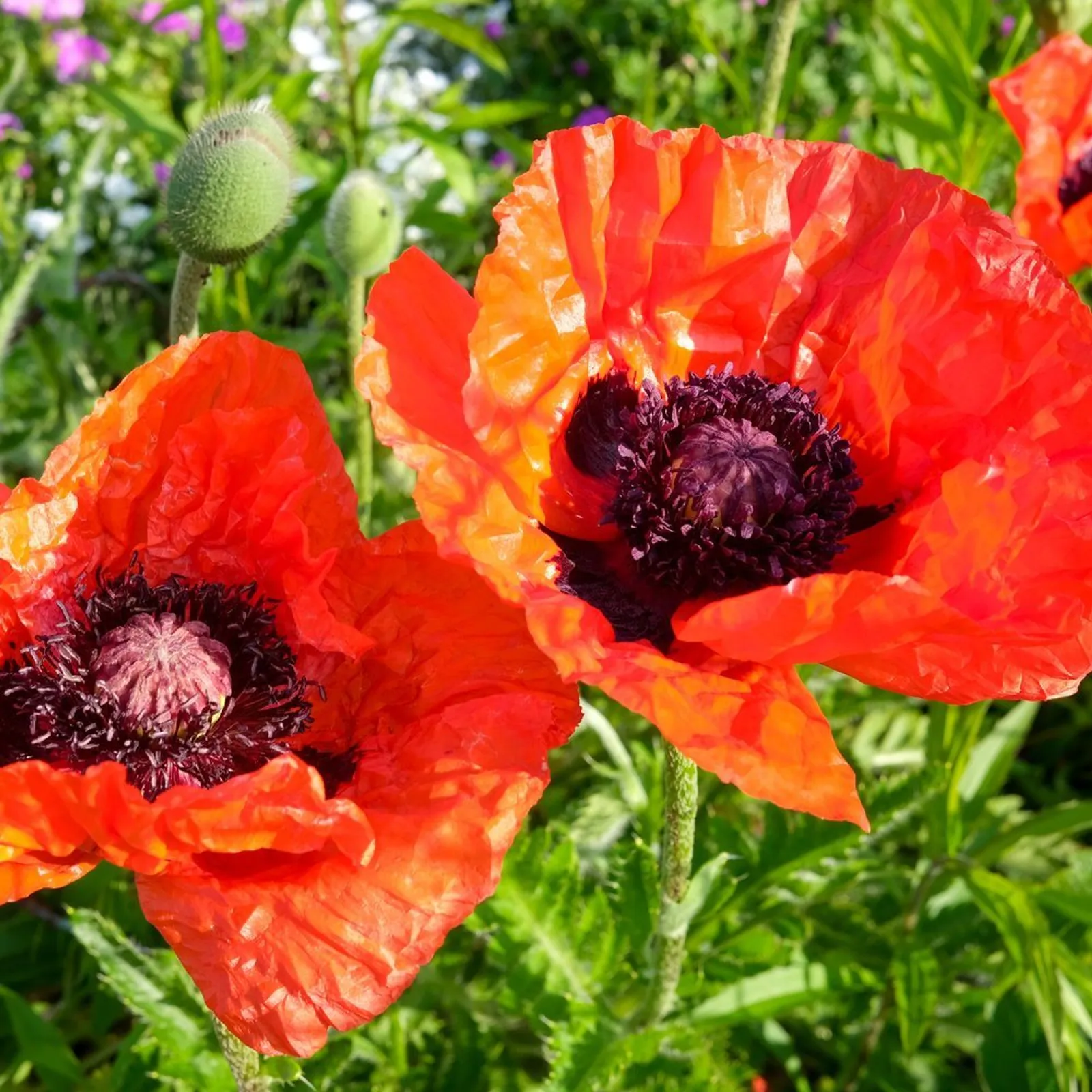 Oriental Poppies
