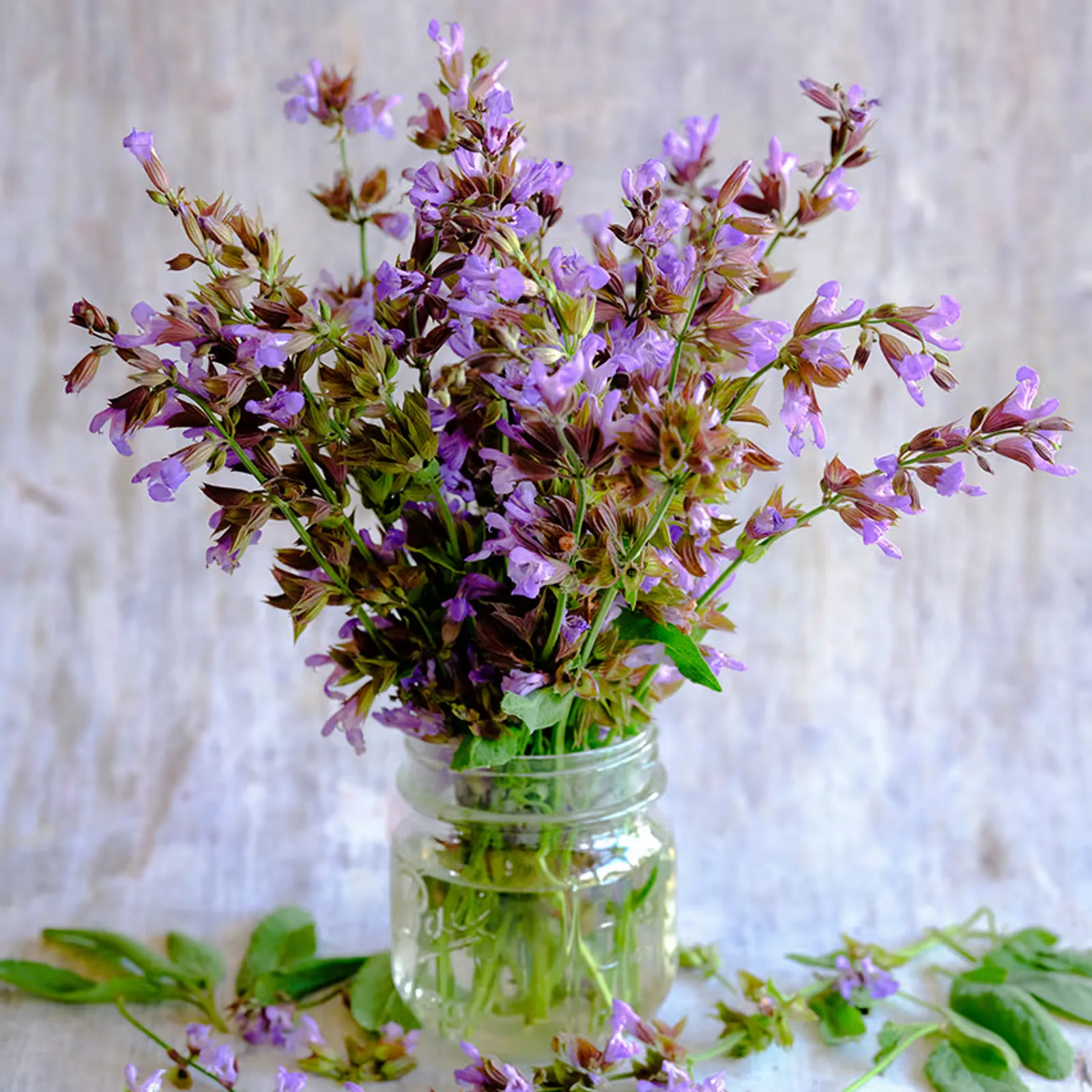 Broad Leaf Sage