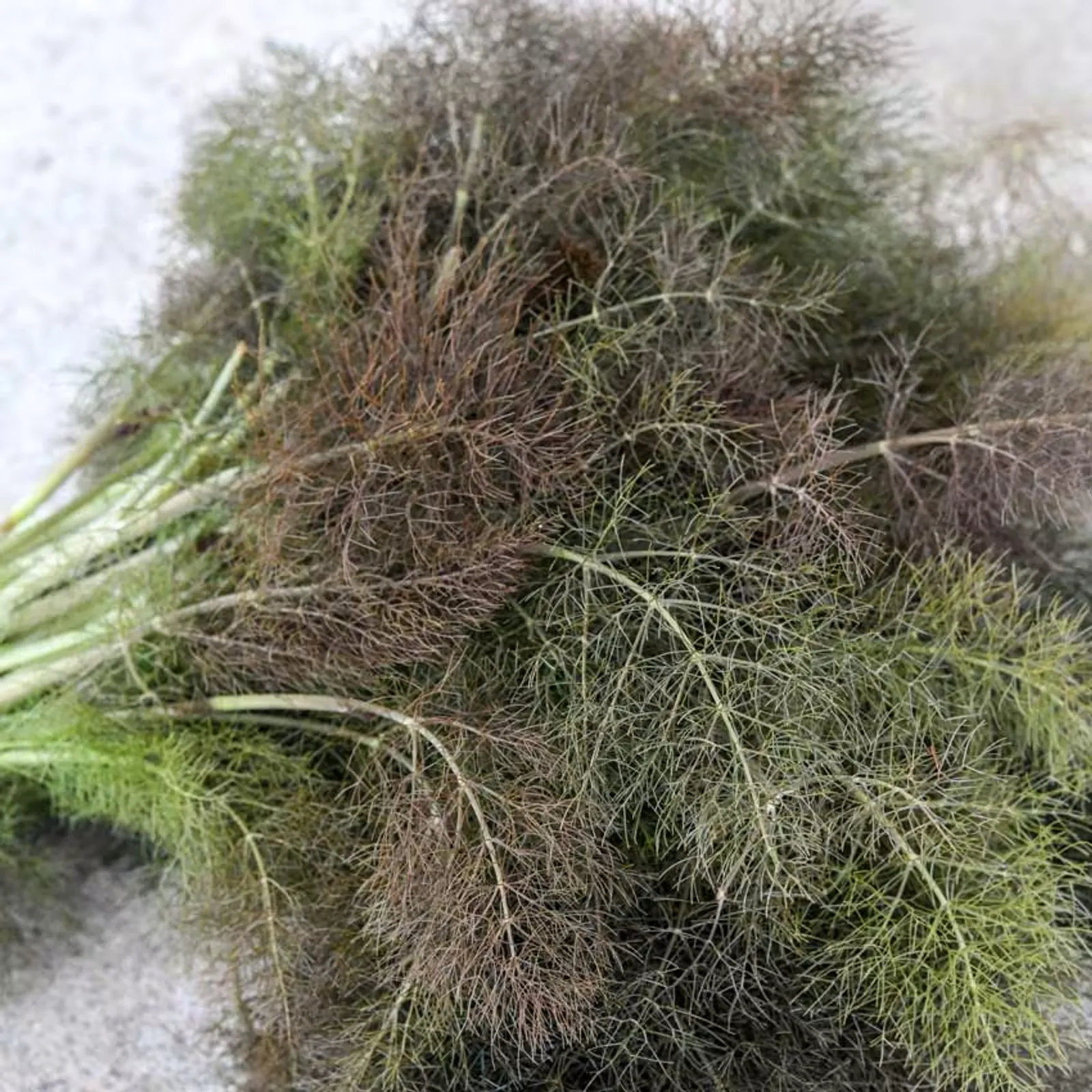 Bronze Fennel