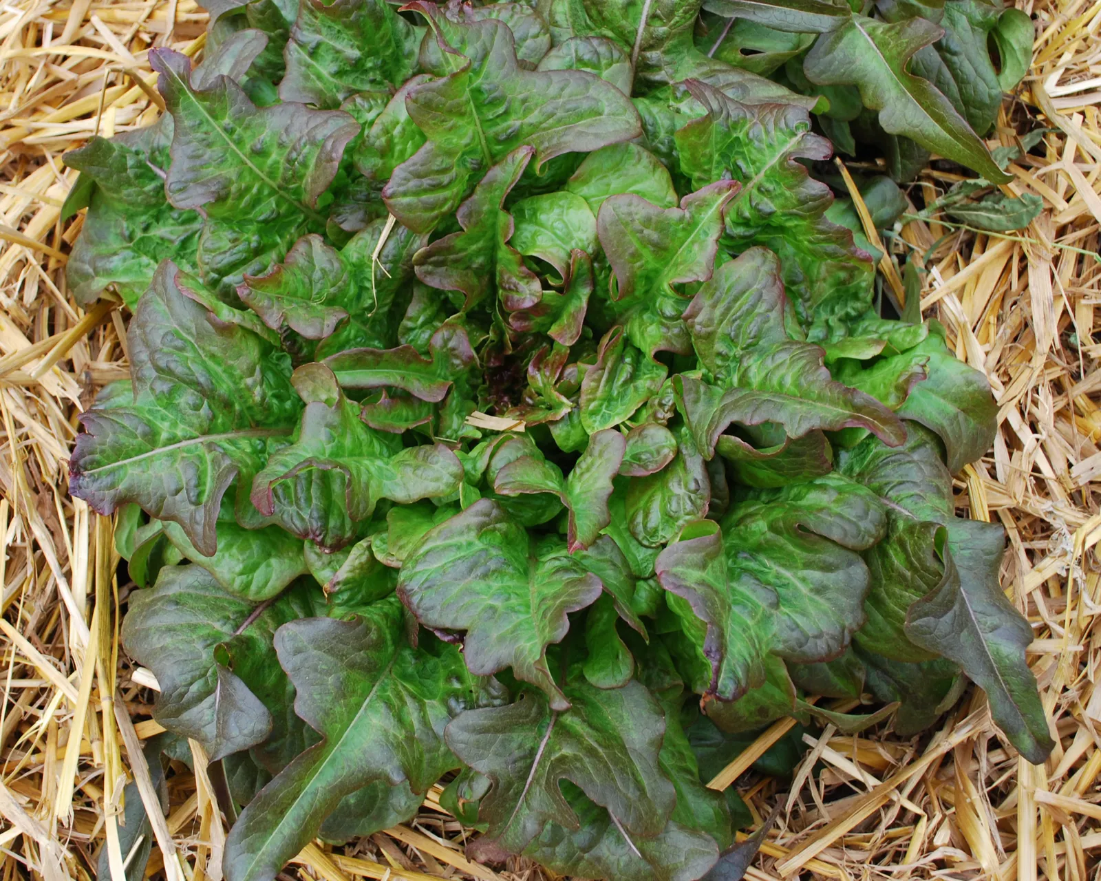 Bronze Beauty Lettuce