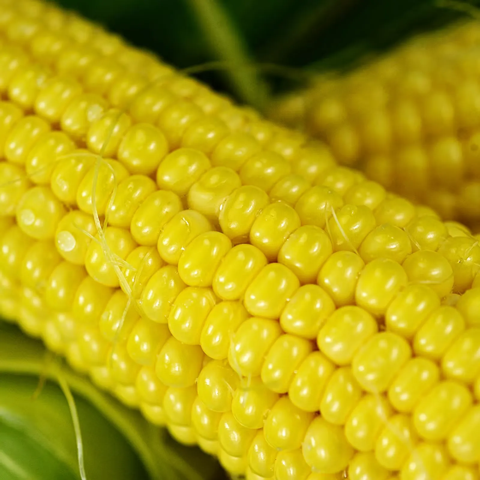 Buhl Corn