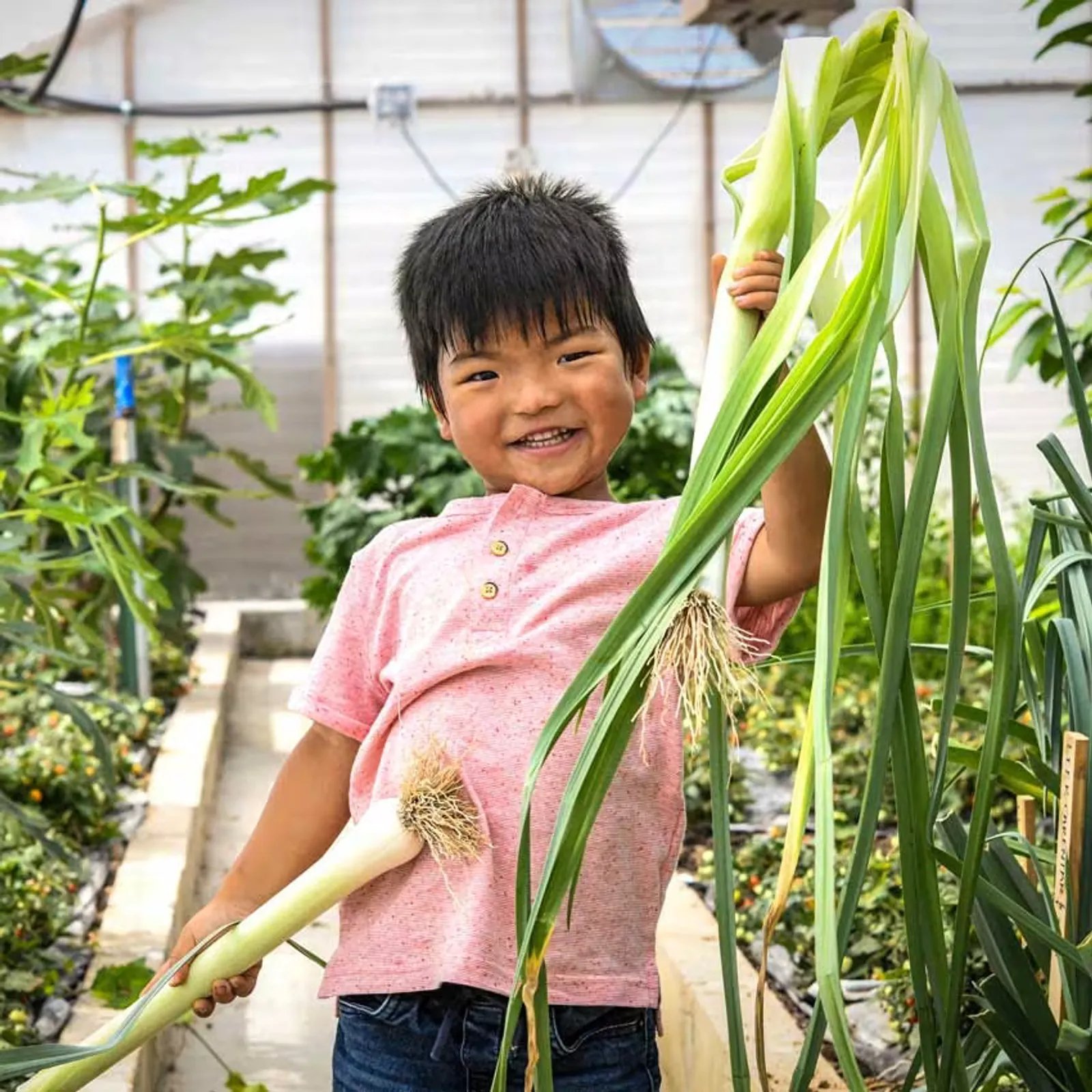 Bulgarian Giant Leeks