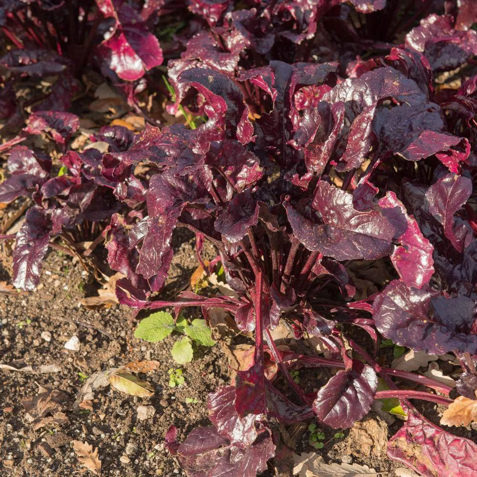 Bulls Blood Beets