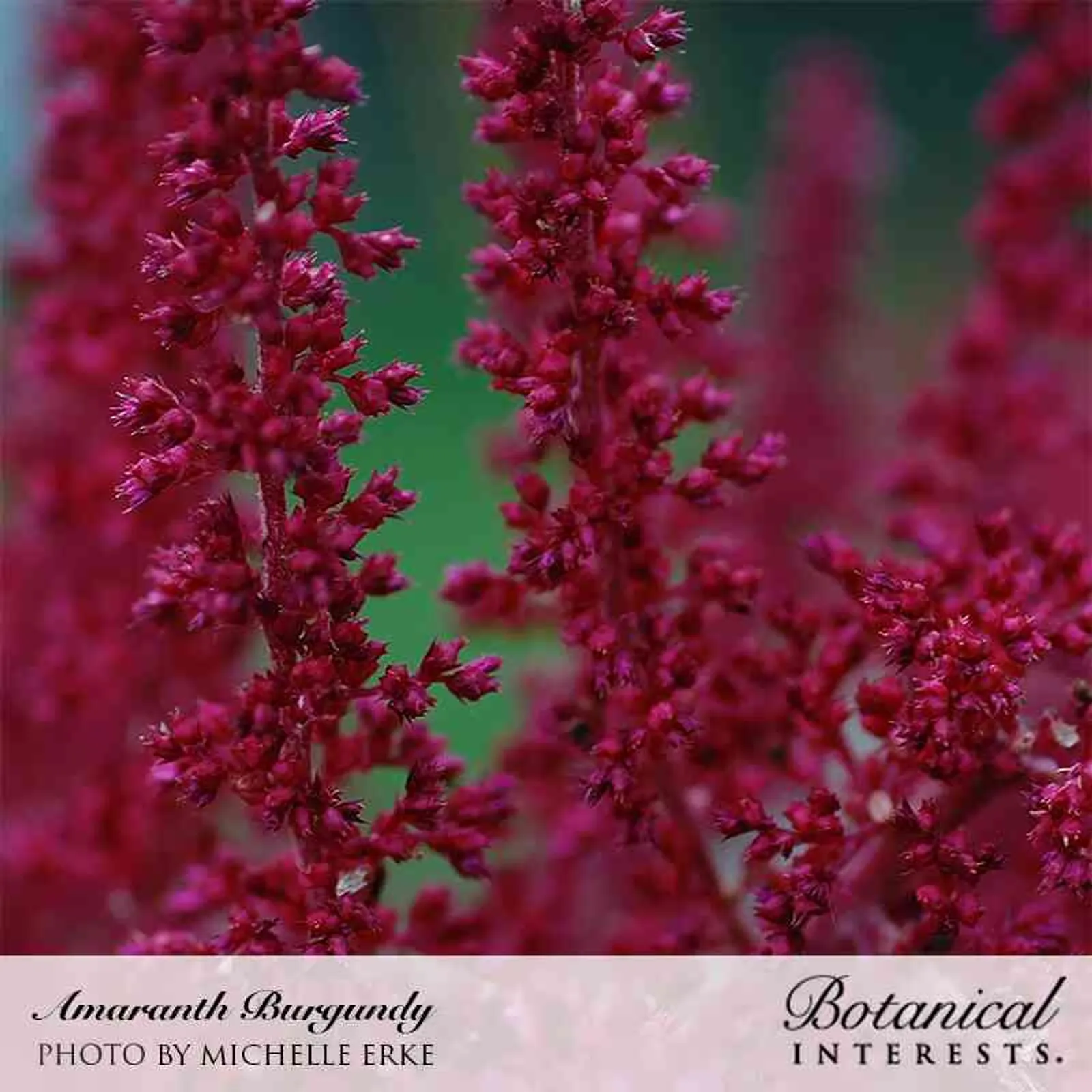 Burgundy Amaranth