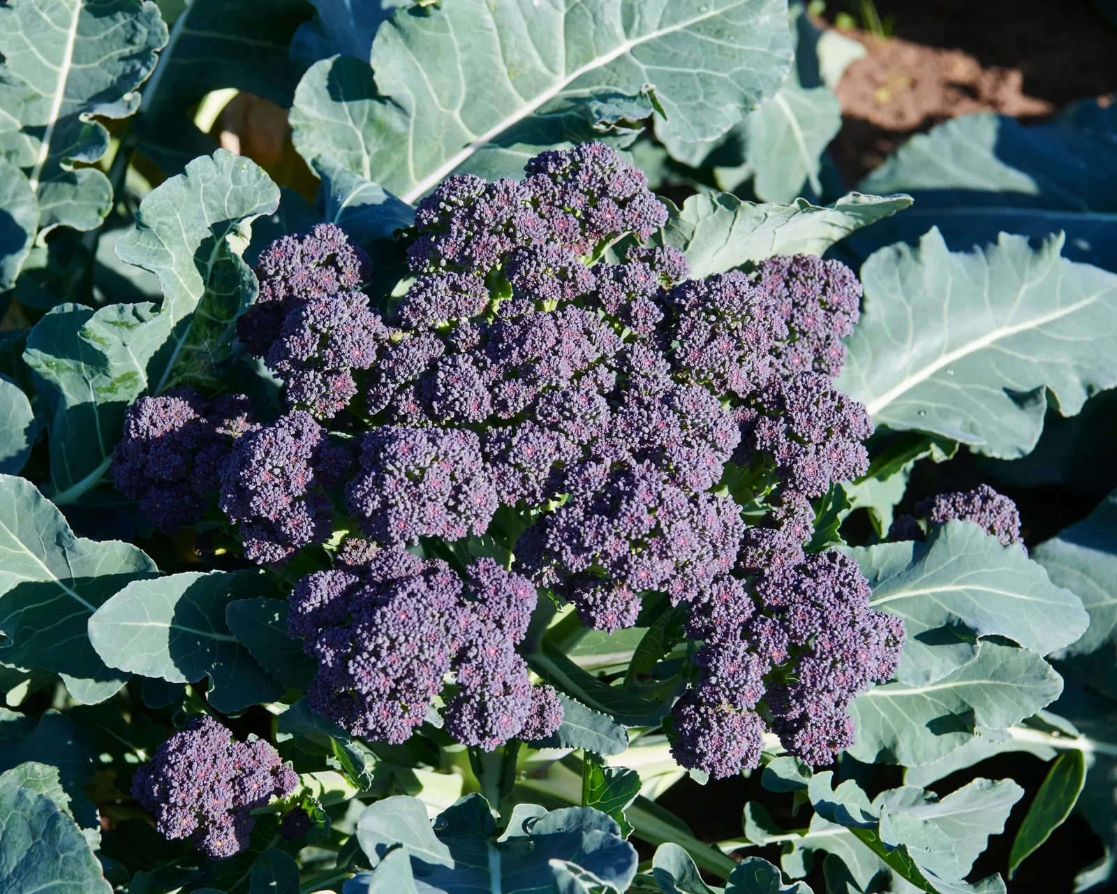Burgundy Broccoli