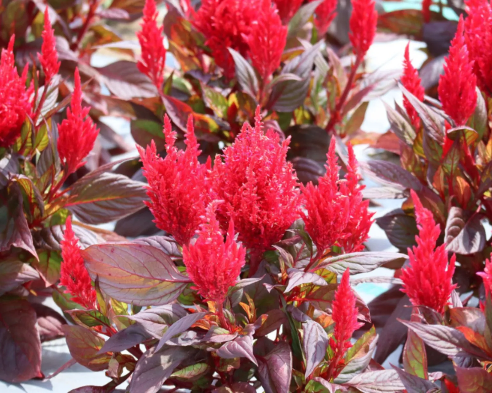 Burning Embers Celosia