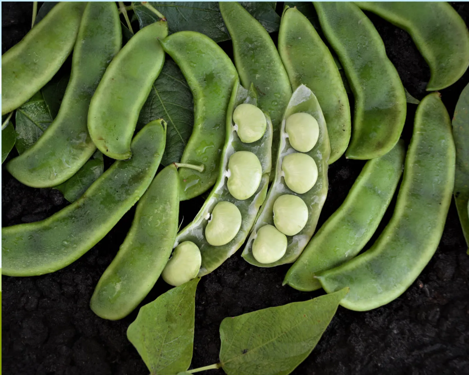 Lima Burpees Beans